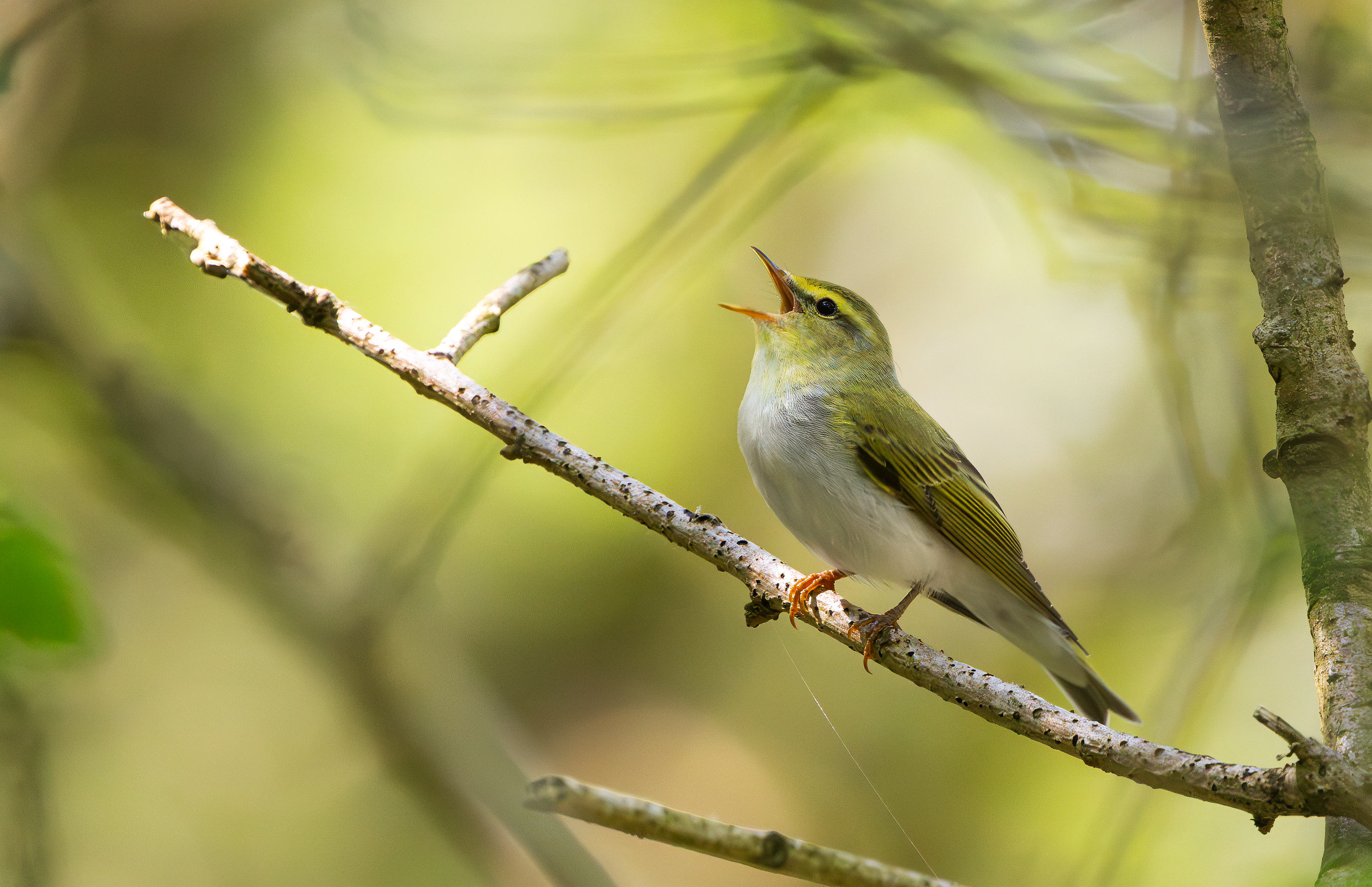 Wood Warbler, The Wreckin, Shropshire