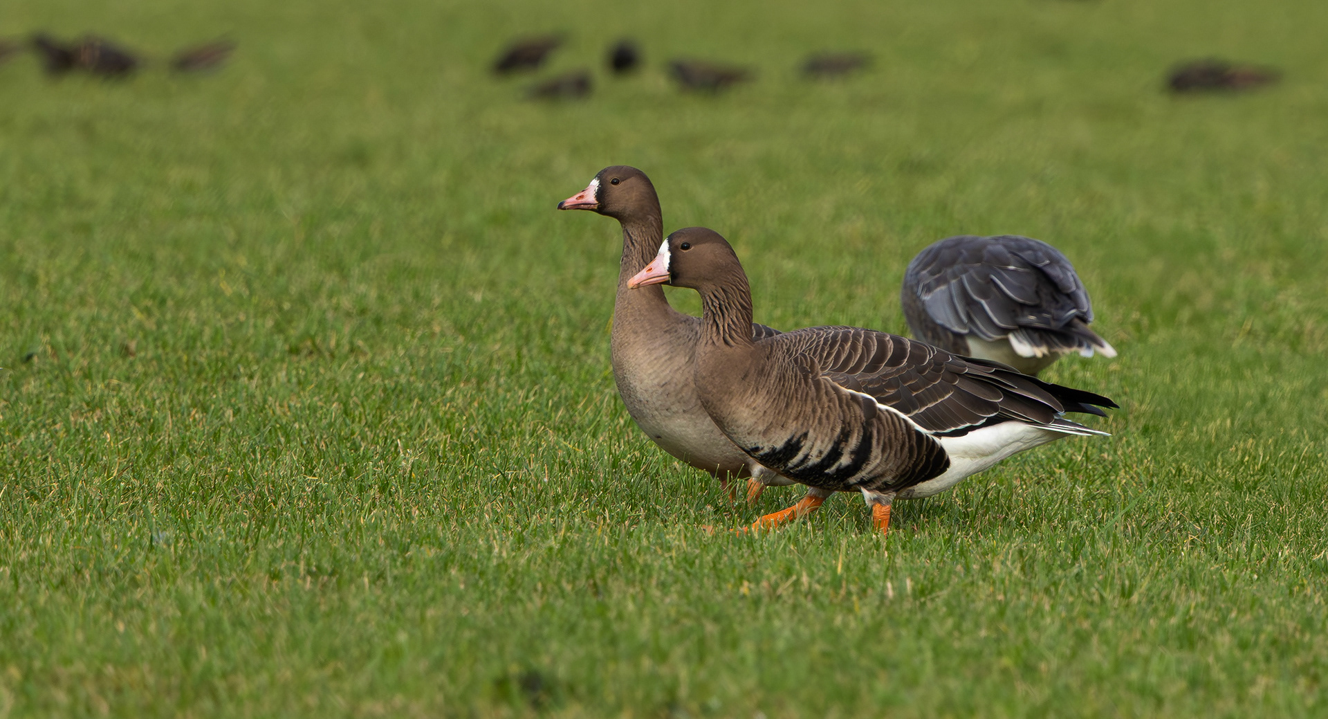 Russian White-fronted Geese, Texel