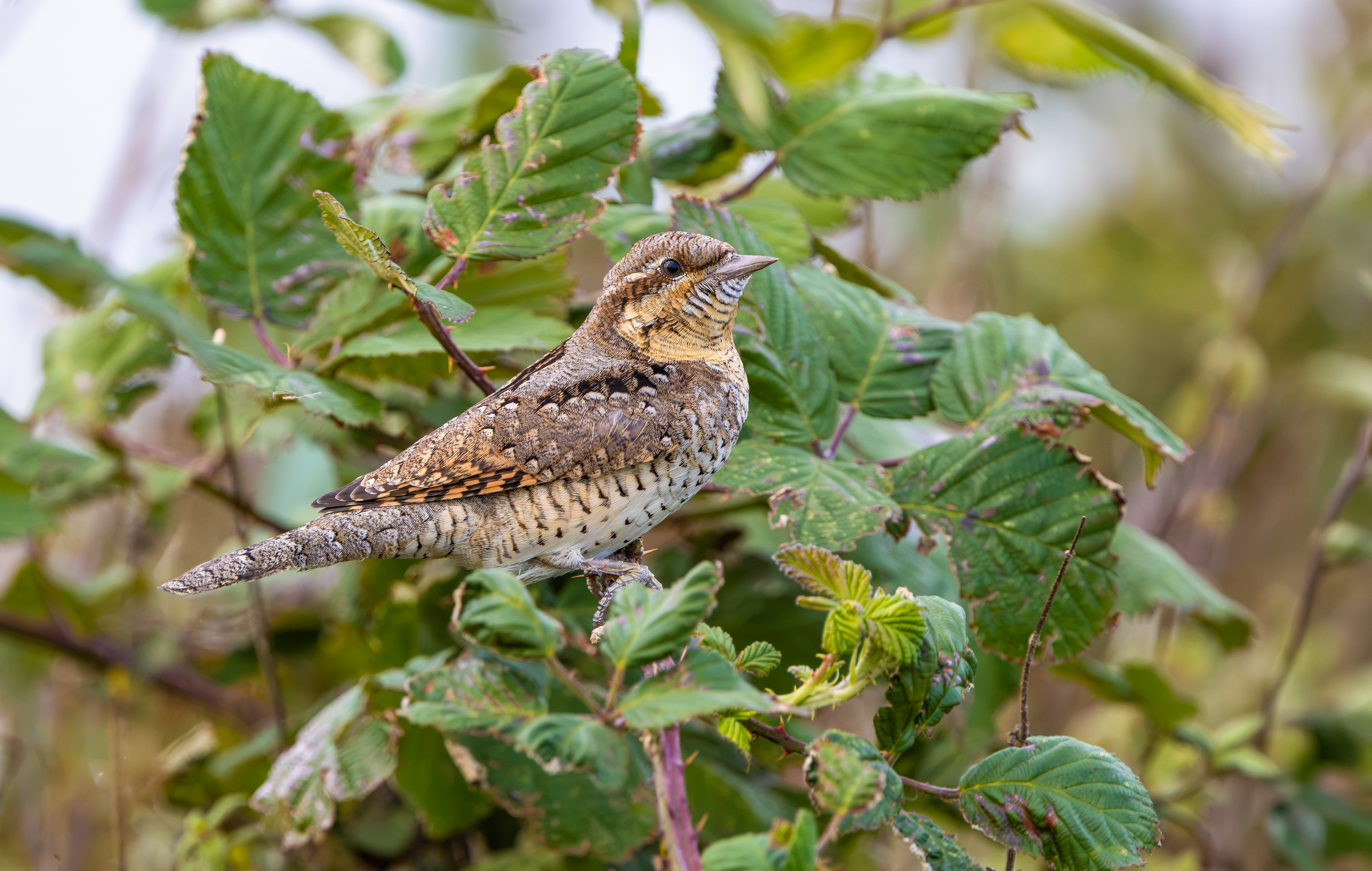 Wryneck, Freiston Shore RSPB, Lincolnshire