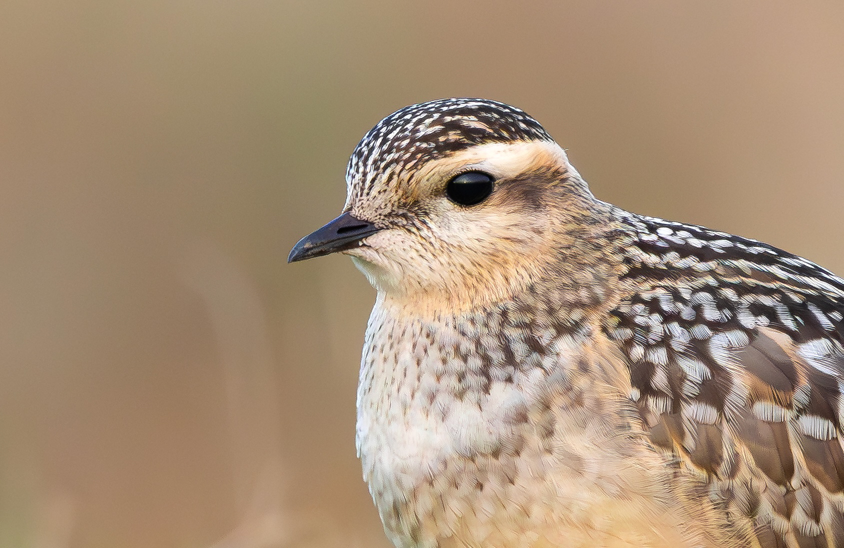Eurasian Dotterel, Burbage Moor, South Yorkshire