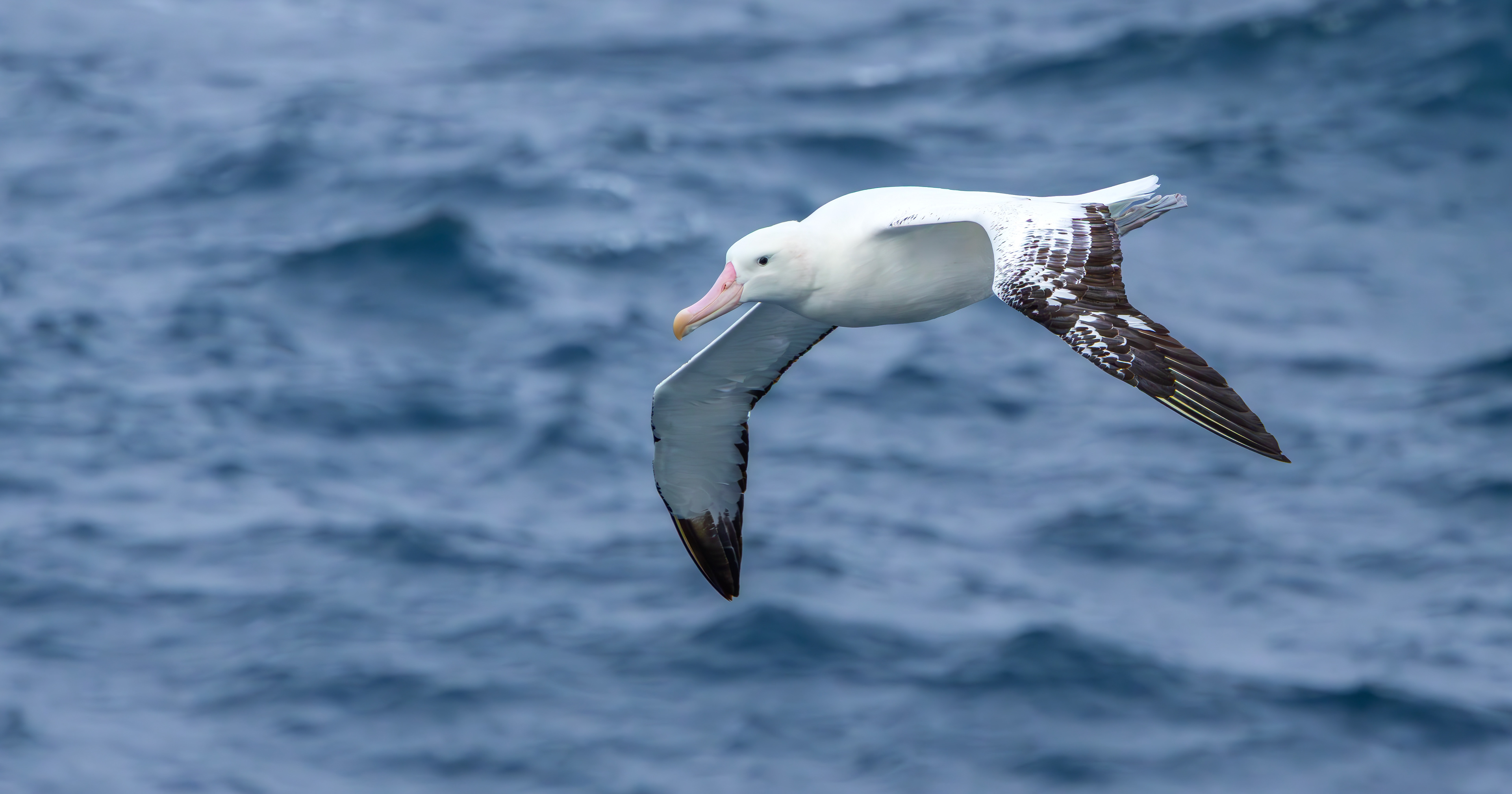 Snowy Albatross
