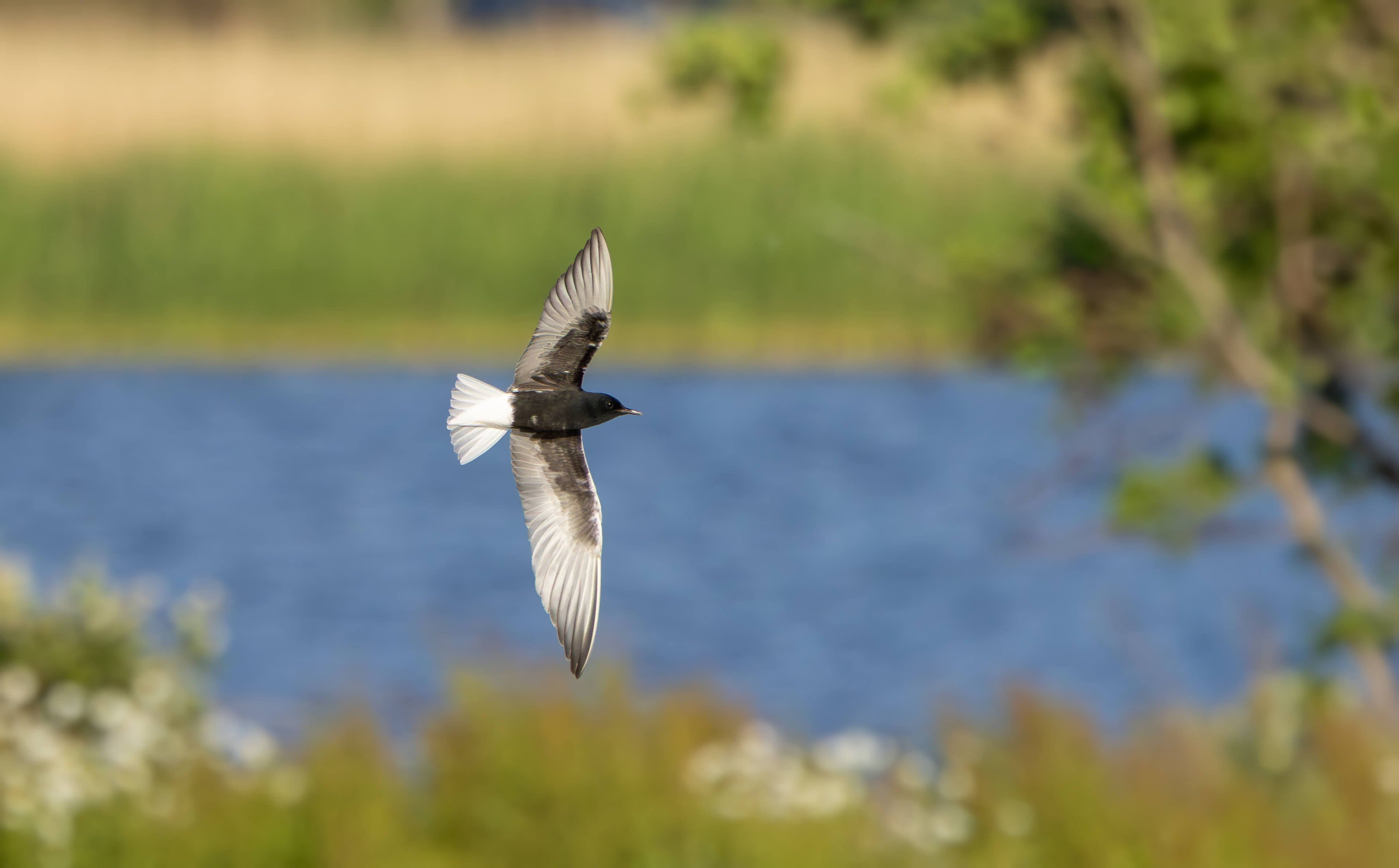 White-winged Black Tern, Holme Pierrepont, Nottinghamshire