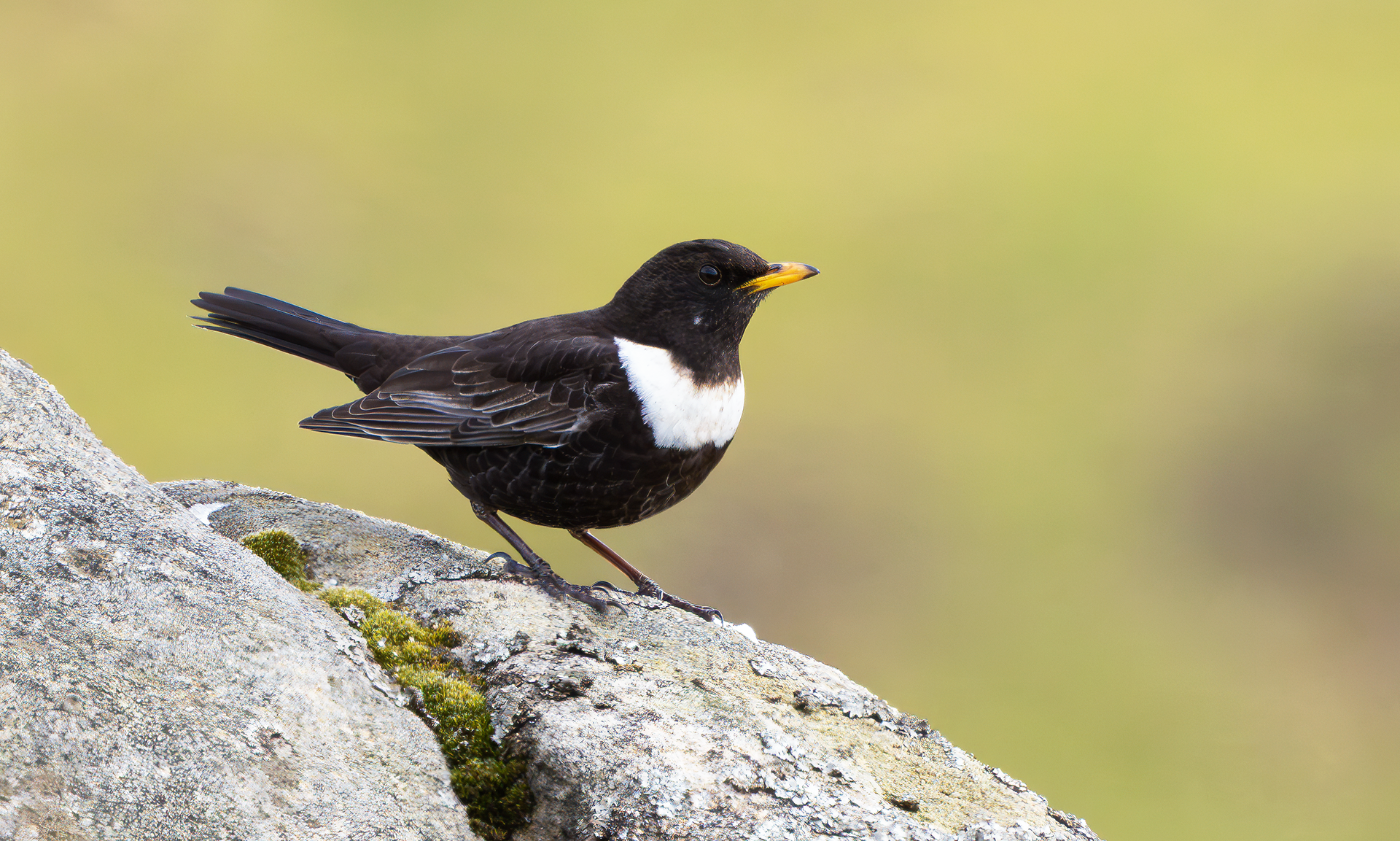 Ring Ouzel, Peak District, South Yorkshire