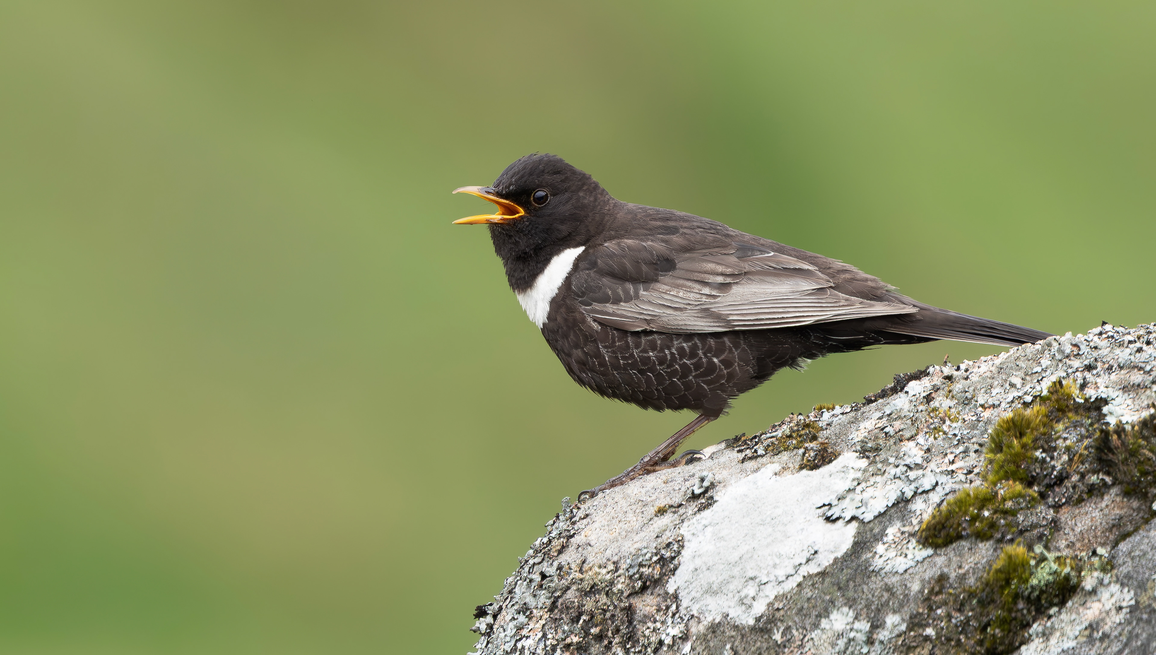 Ring Ouzel, Peak District