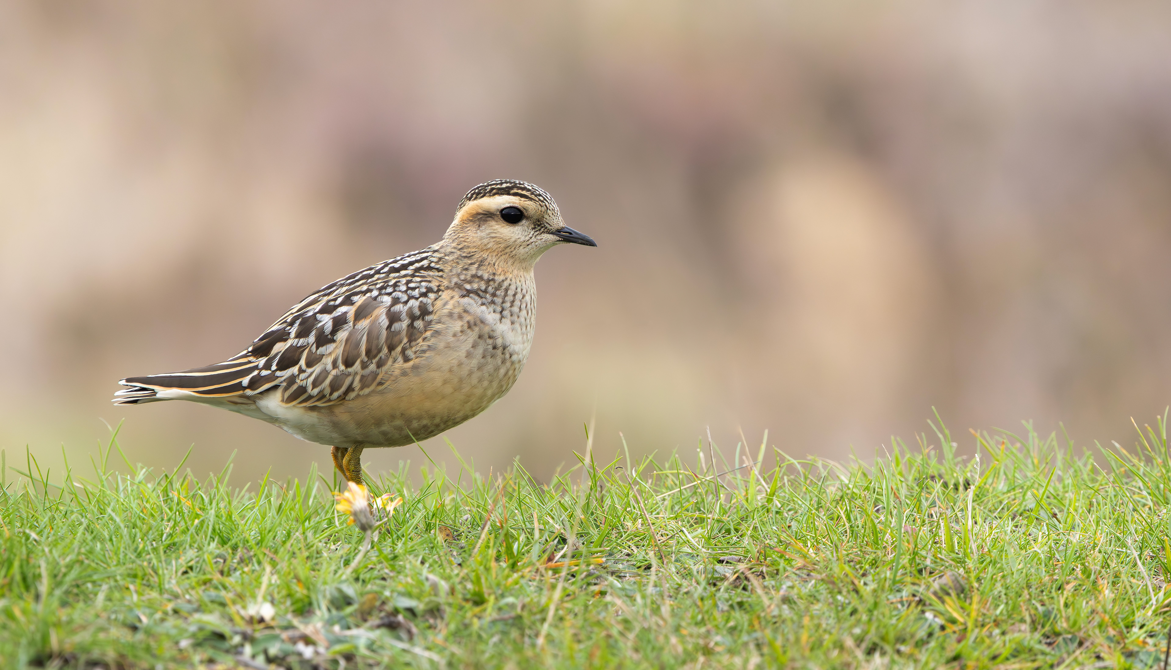 Eurasian Dotterel, Burbage Moor, South Yorkshire