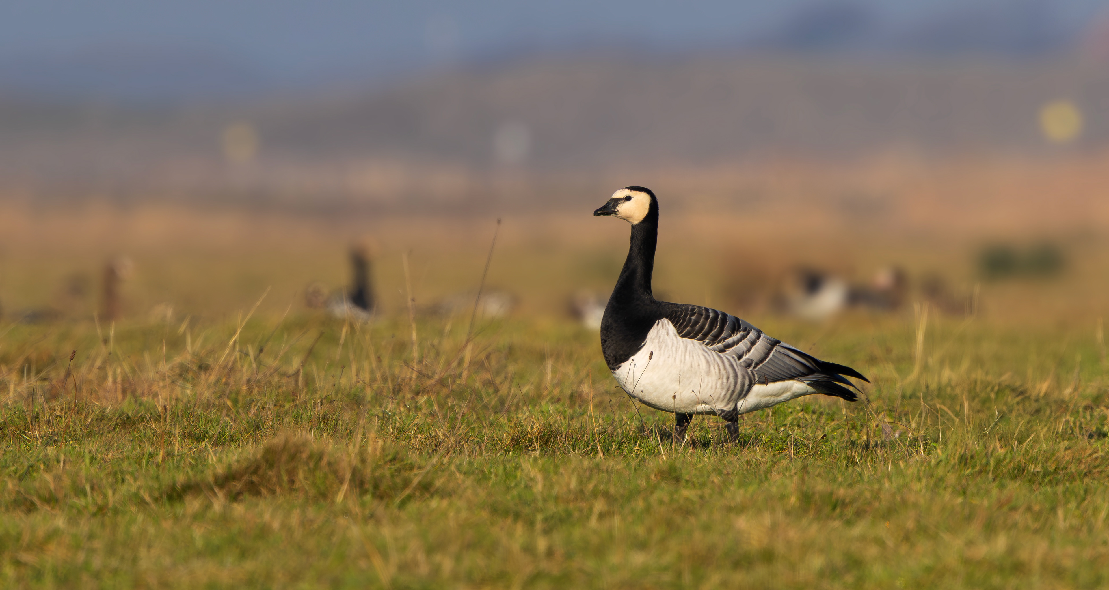 Barnacle Goose, Texel