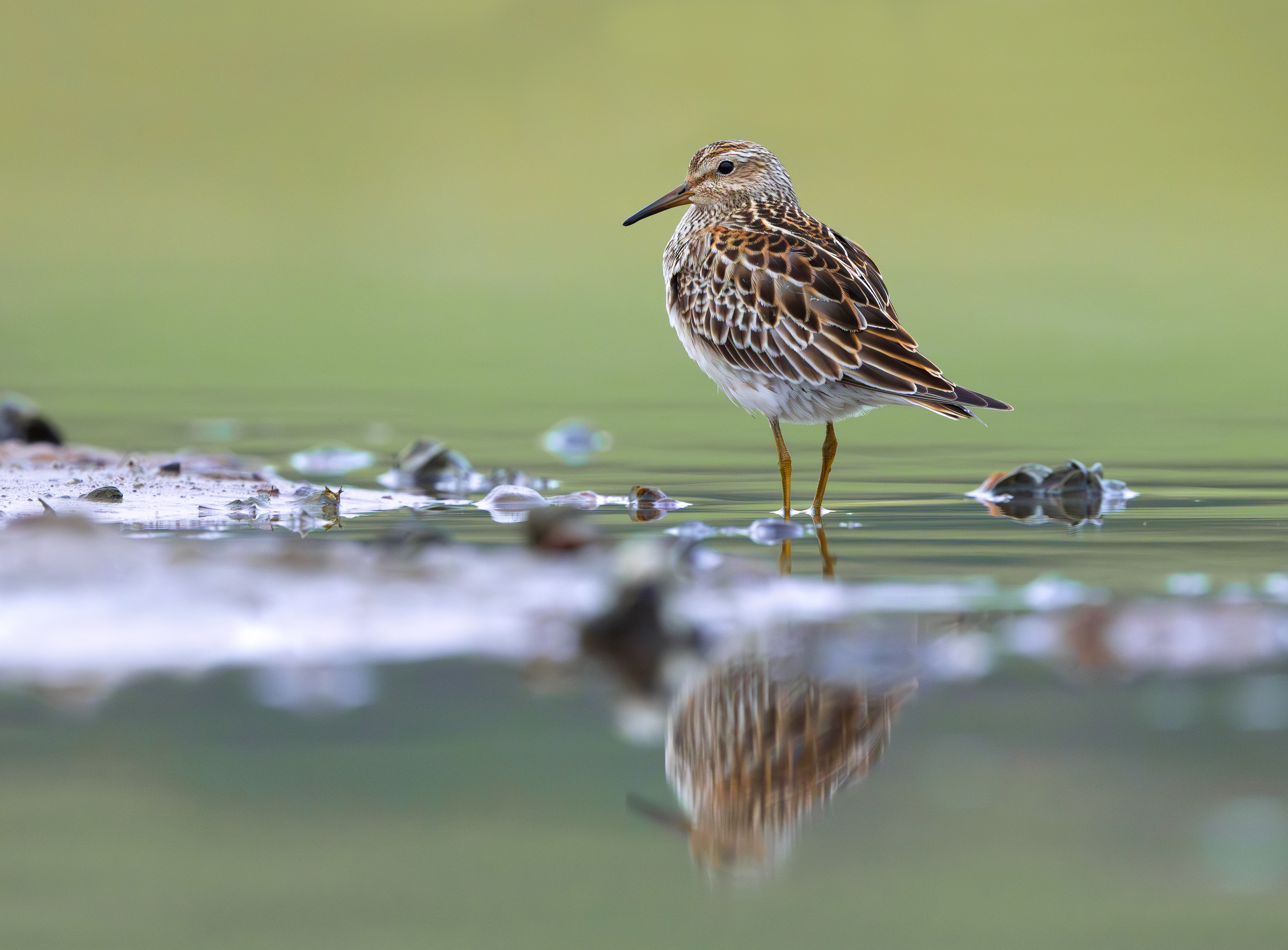 Pectoral Sandpiper, Hollowell Reservoir, Northamptonshire