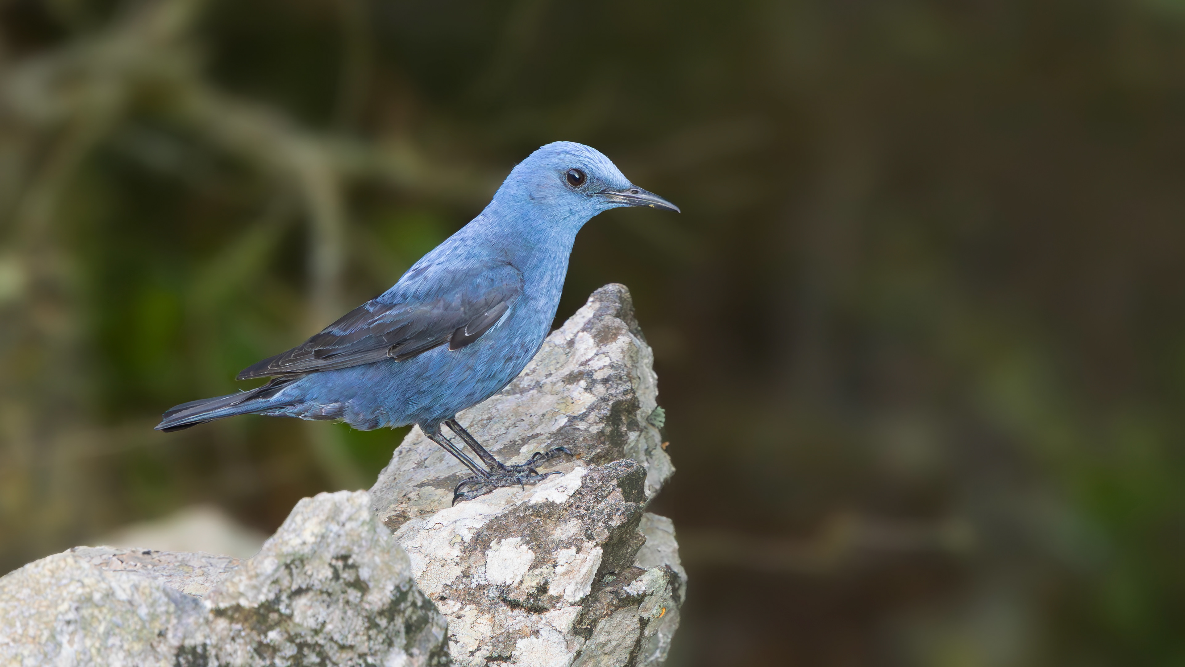 Blue Rock Thrush, Lesvos