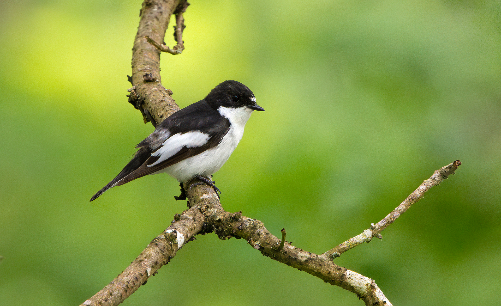 Pied Flycatcher, Wyre Forest, Worcestershire