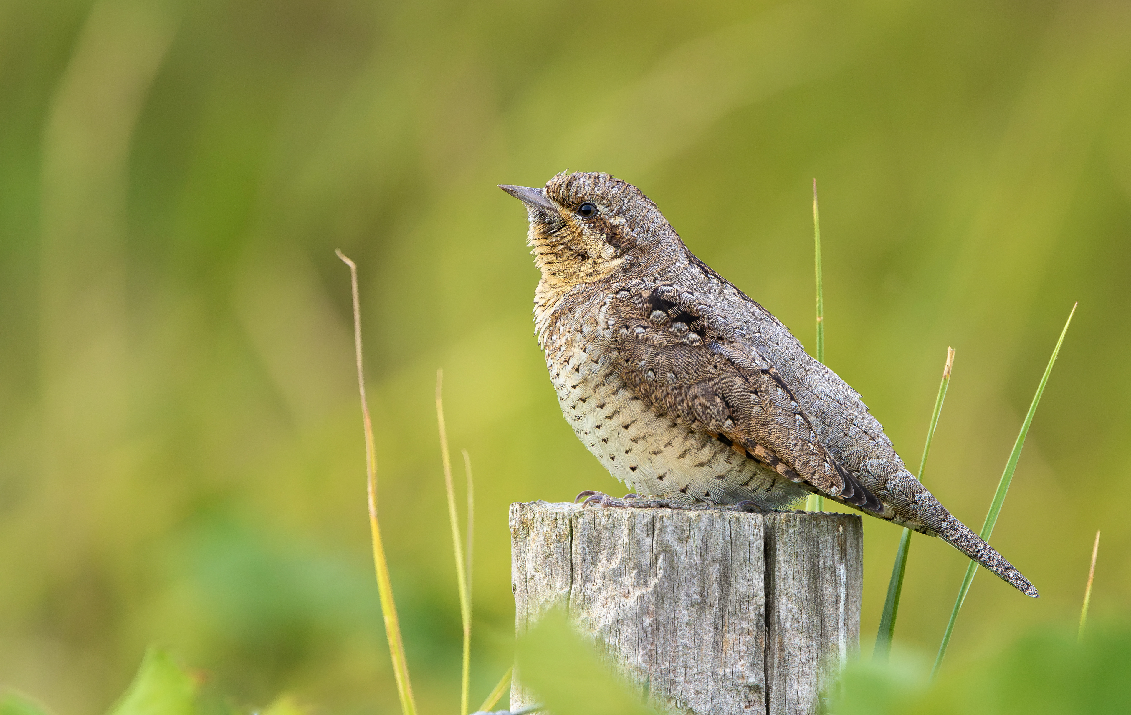 Wryneck, Freiston Shore RSPB, Lincolnshire