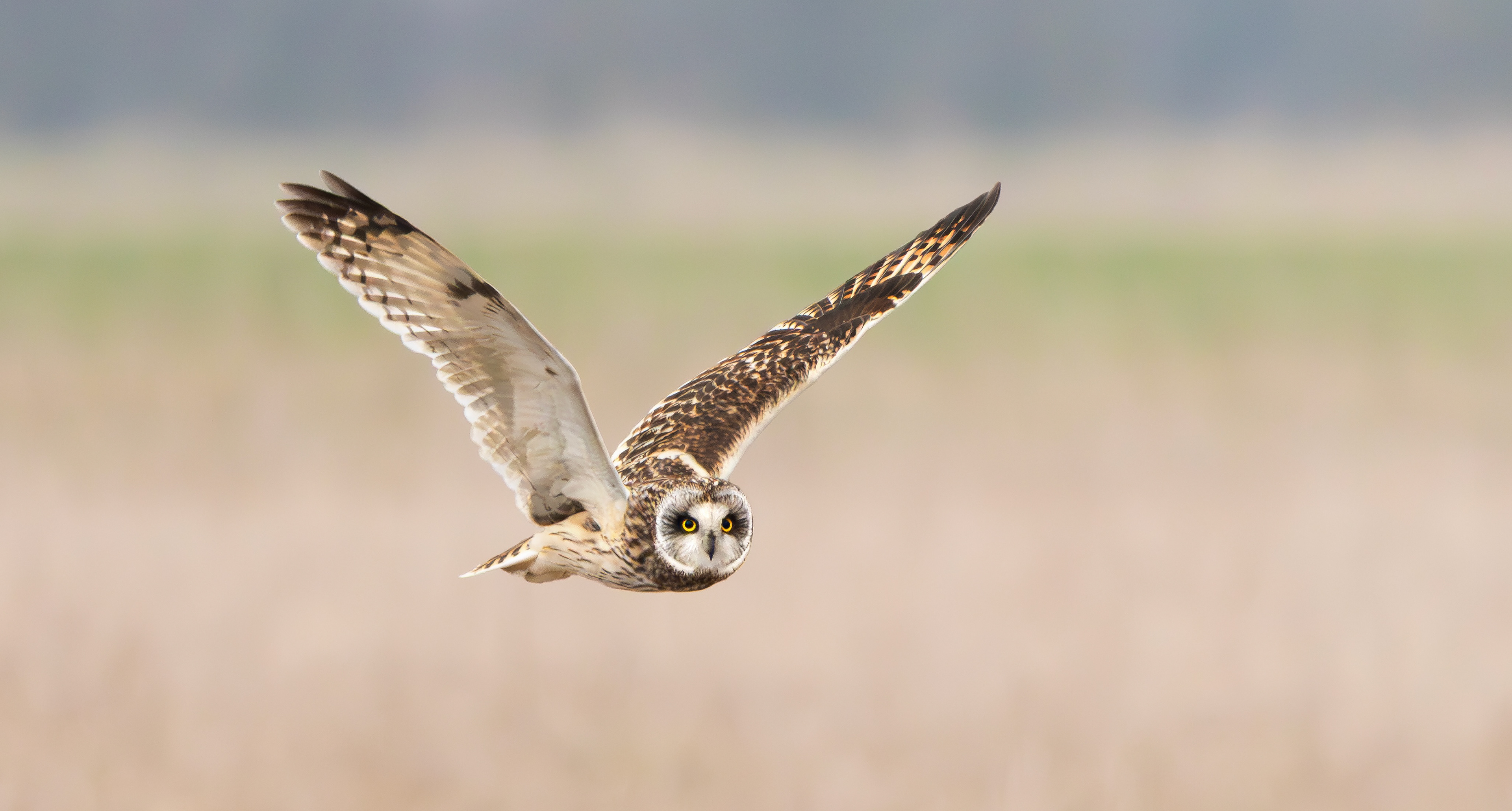 Short-eared Owl, Lincolnshire