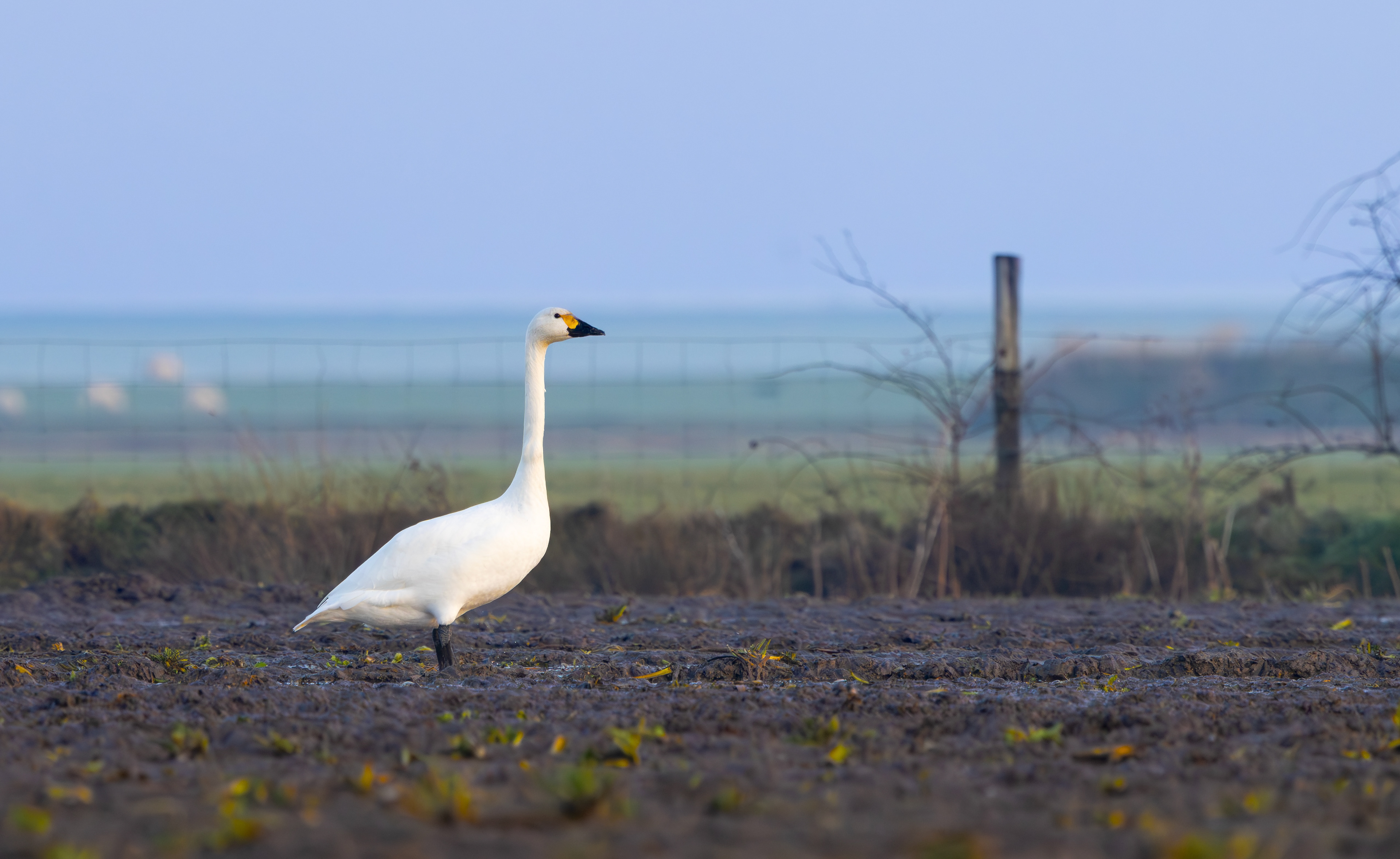 Bewick's Swan, Texel