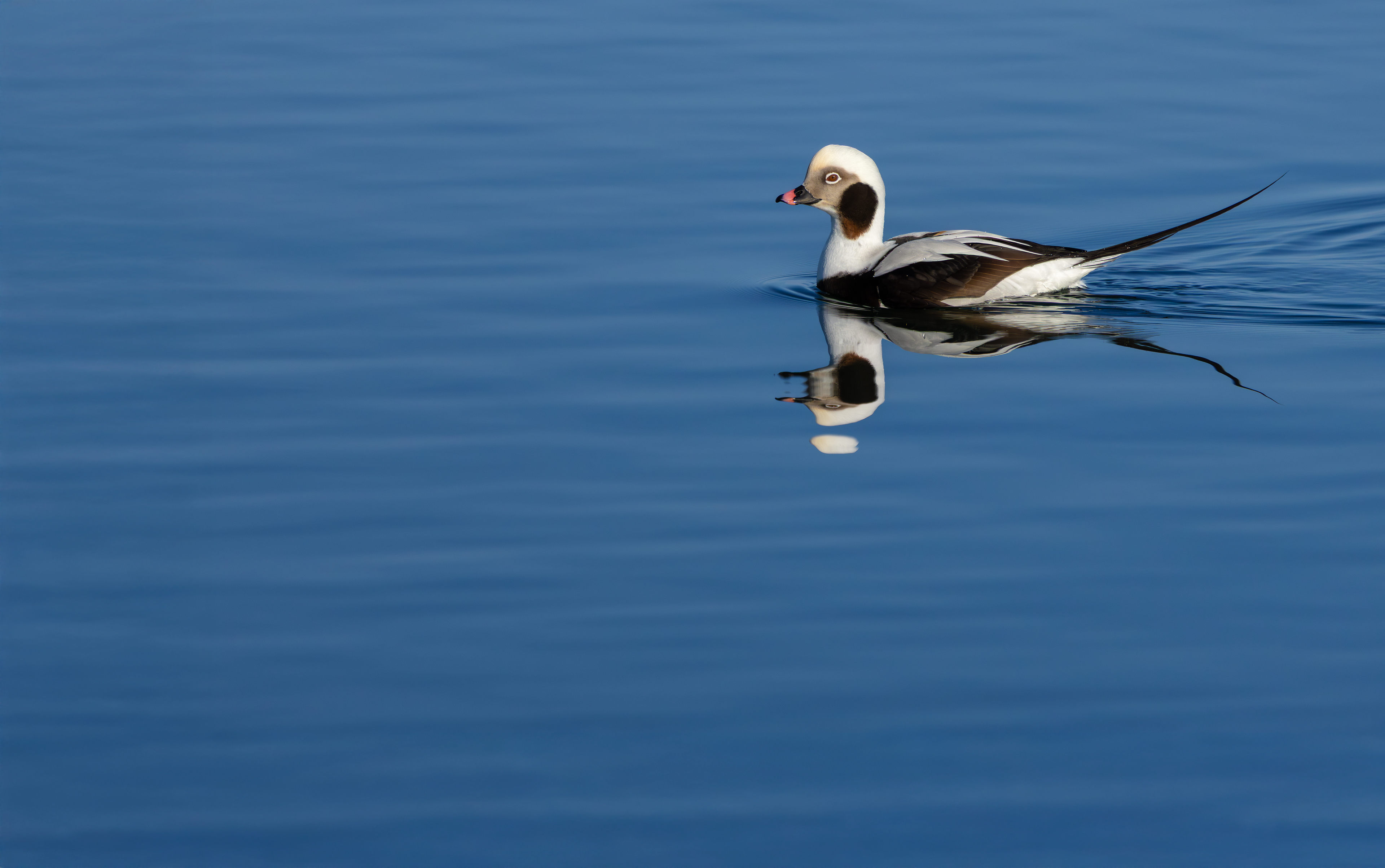 Long-tailed Duck