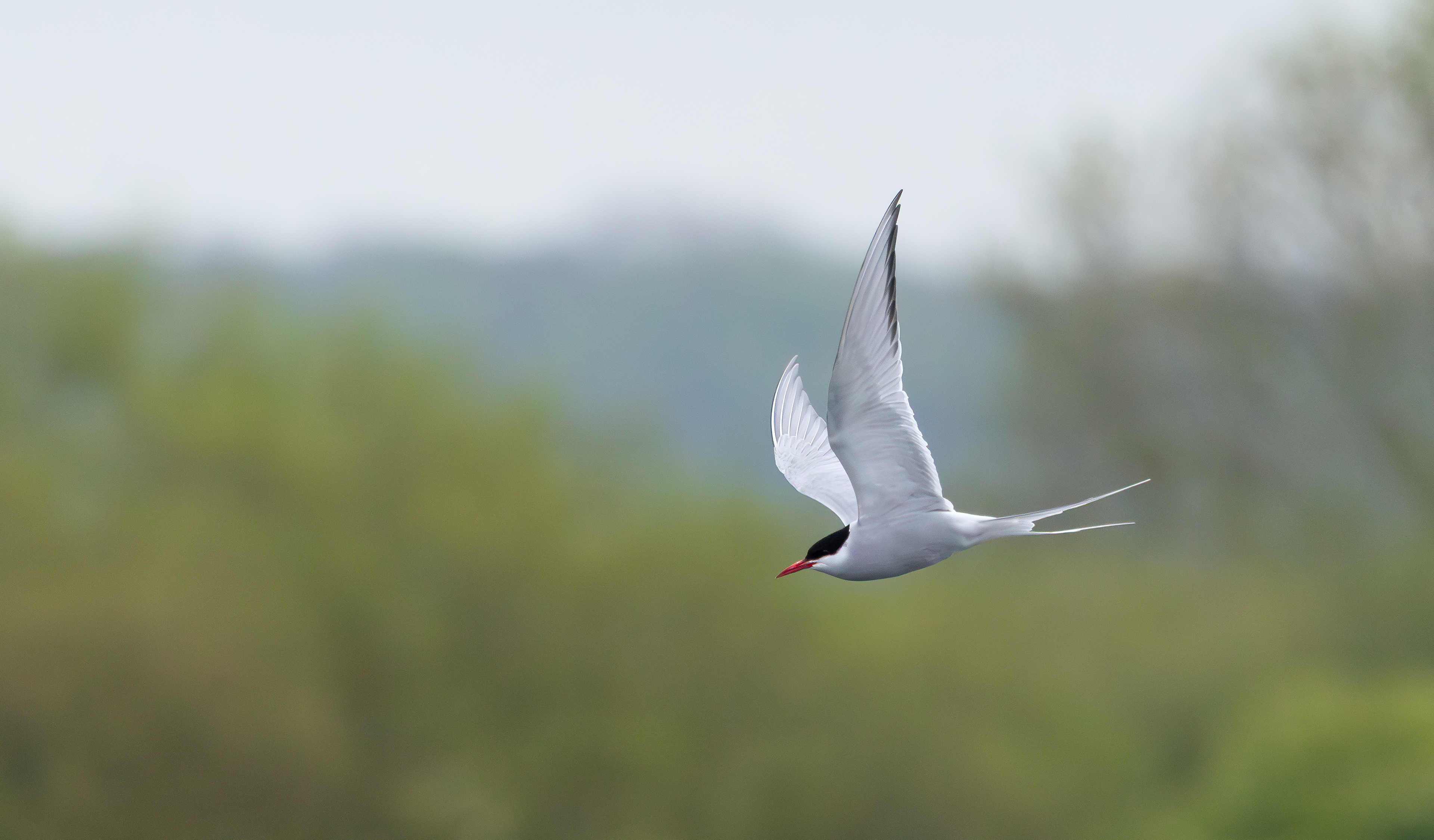 Arctic Tern, Attenborough NR, Nottinghamshire