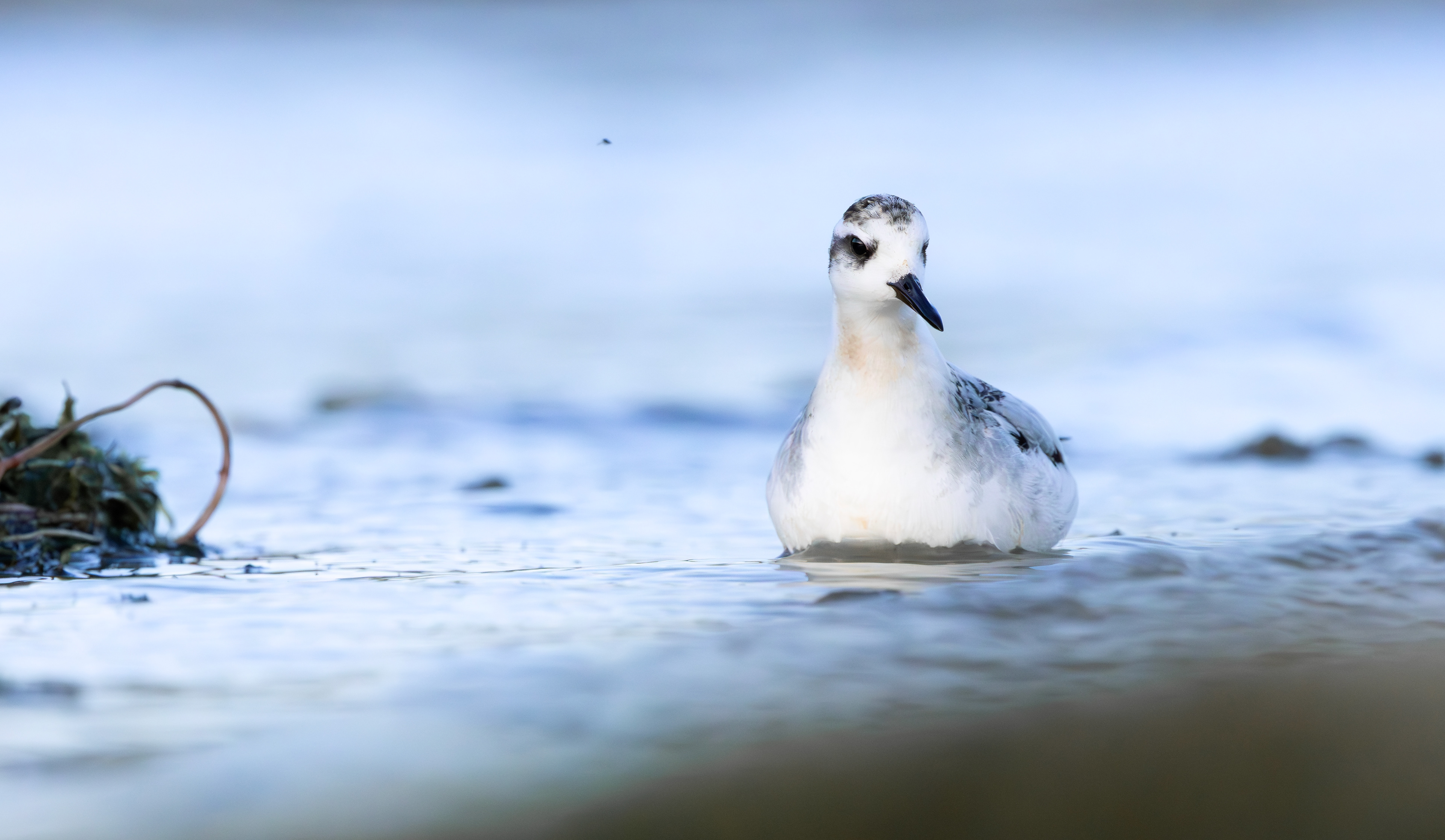 Grey Phalarope, Rutland Water, Leicestershire & Rutland