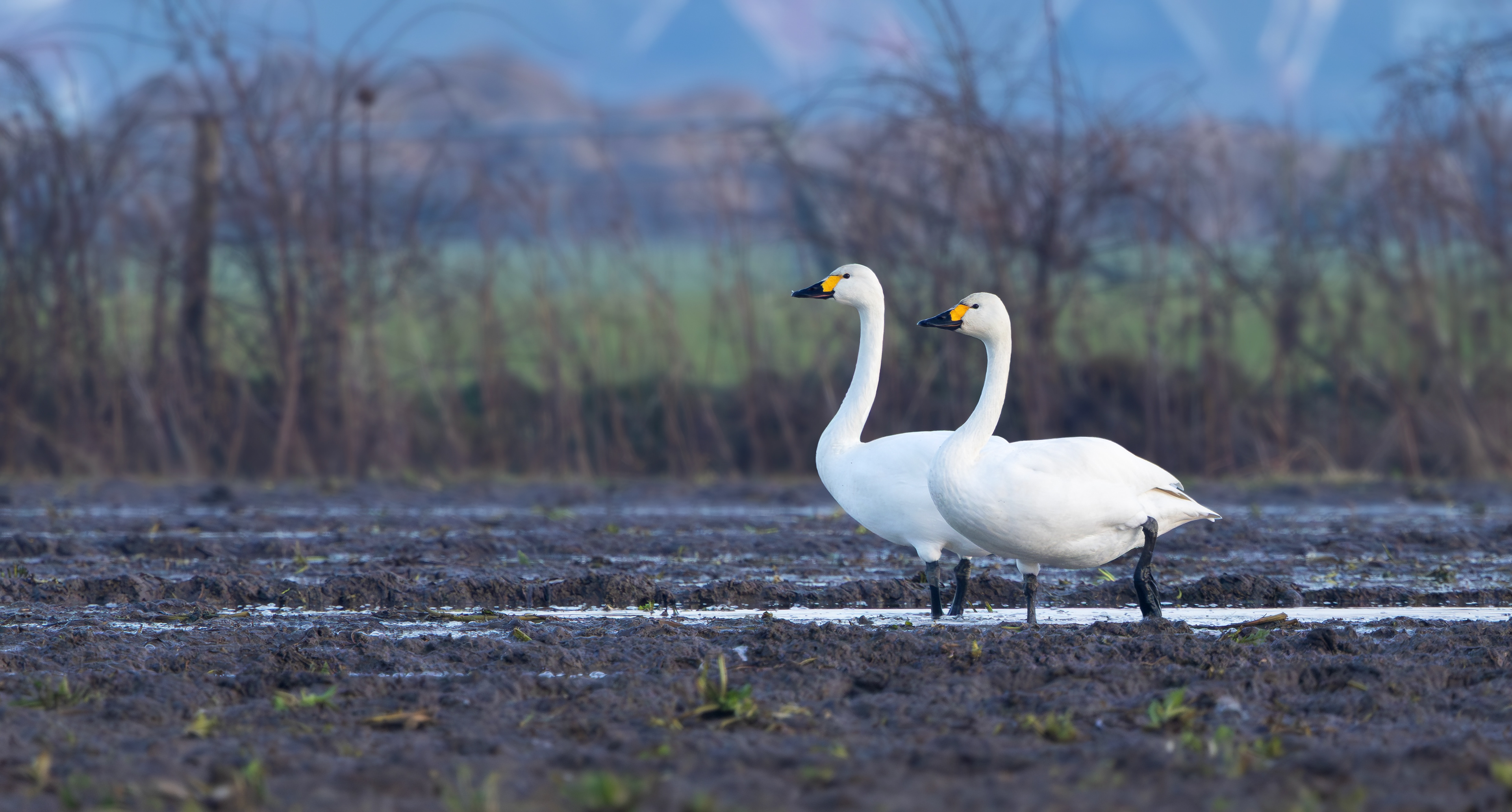 Bewick's Swans, Texel