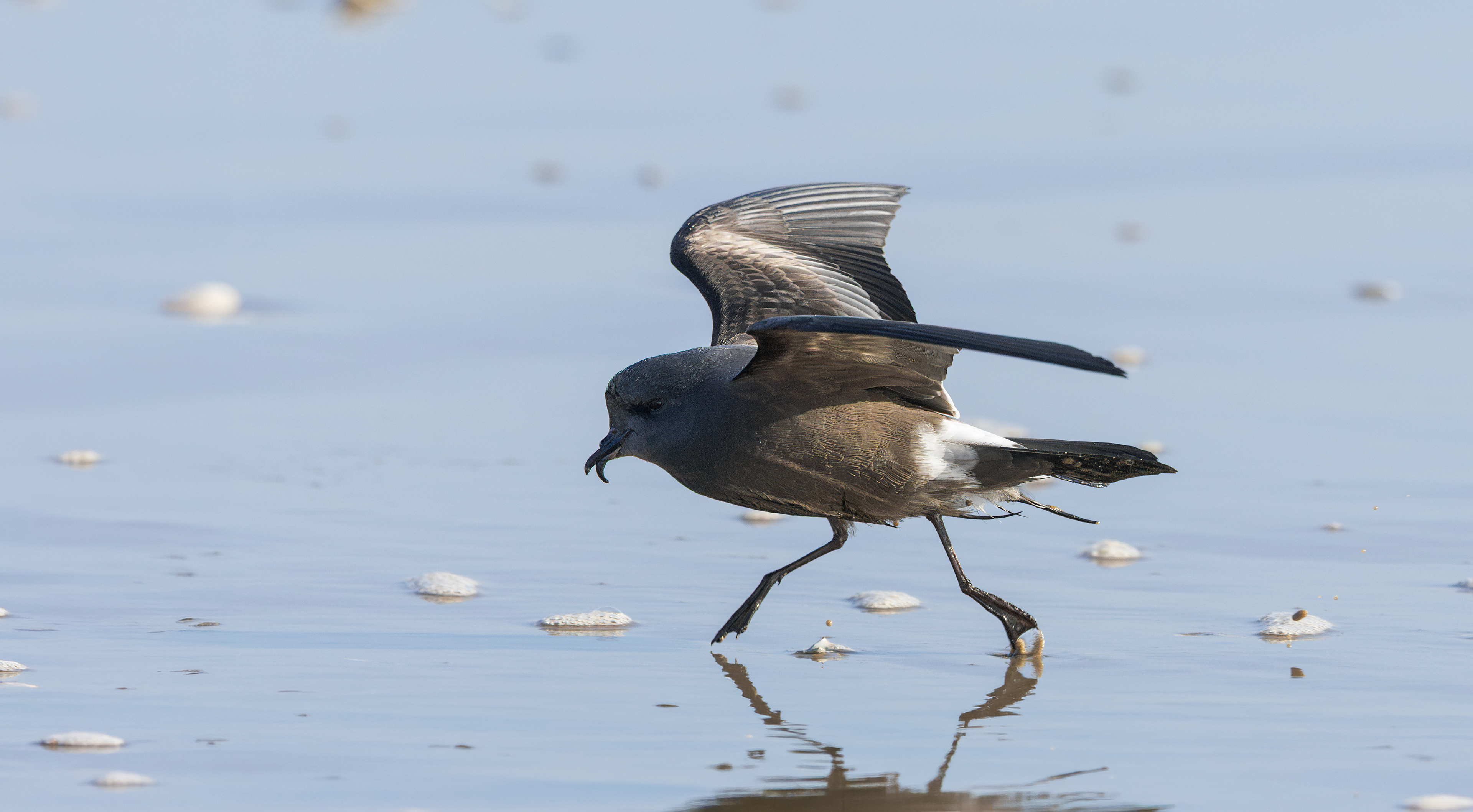 Leach's Storm Petrel, Wallasey, Cheshire