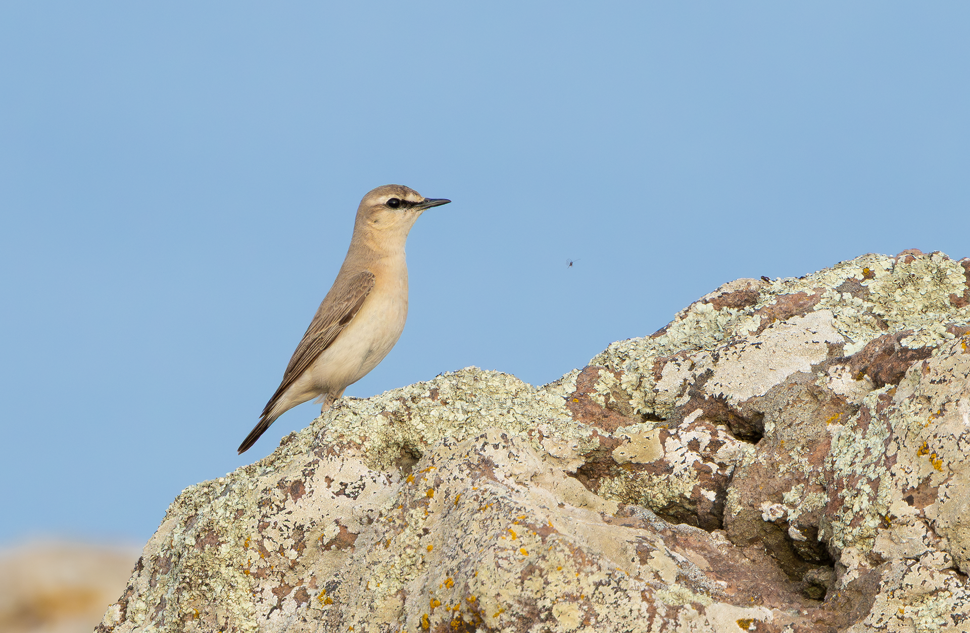 Isabelline Wheatear