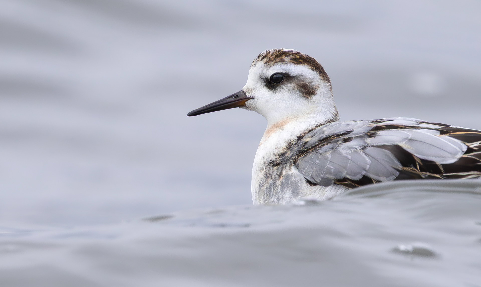 Grey Phalarope, Rutland Water, Leicestershire & Rutland