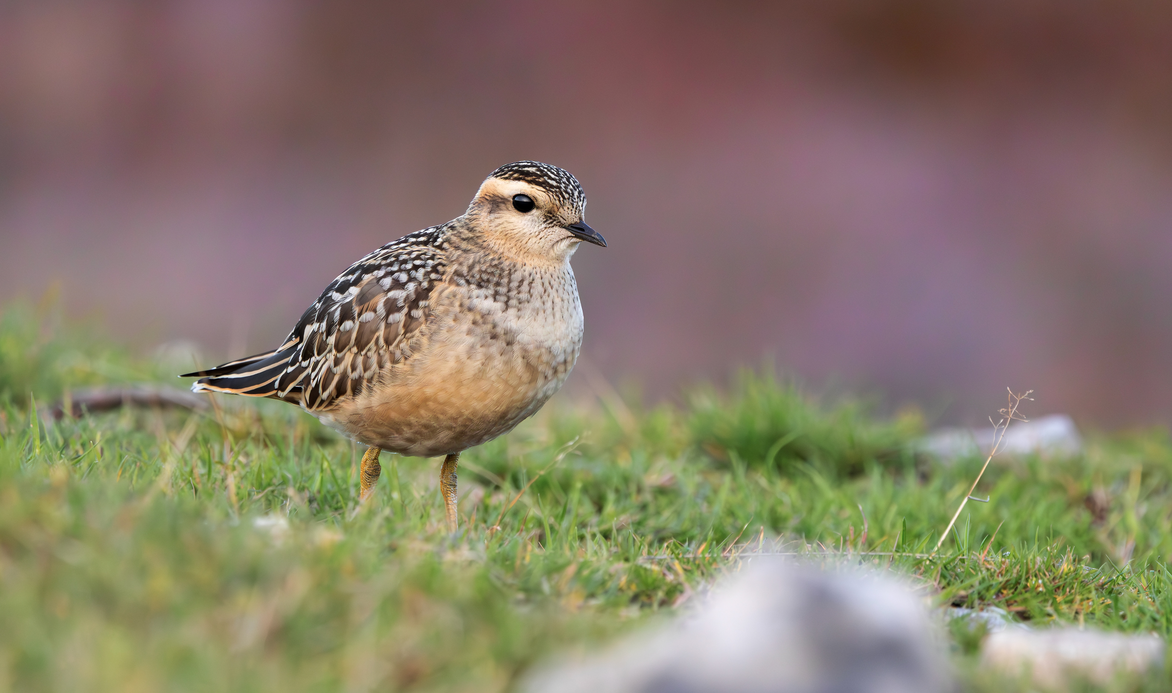Eurasian Dotterel, Burbage Moor, South Yorkshire