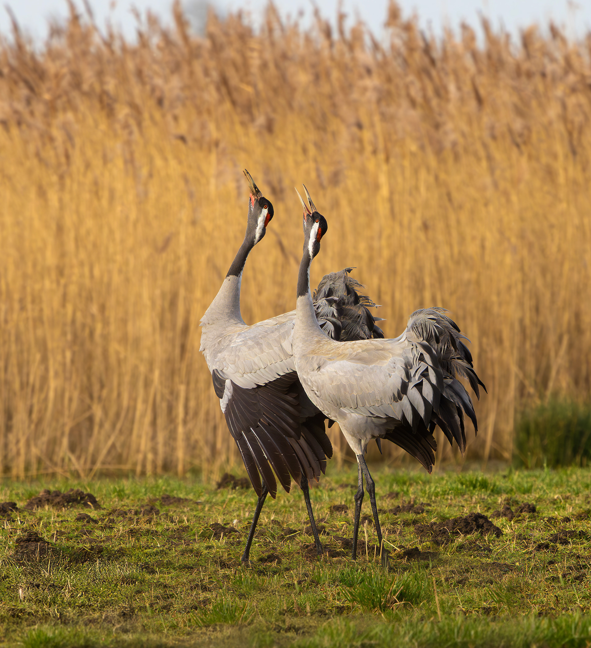Common Cranes, Willow Tree Fen LWT, Lincolnshire
