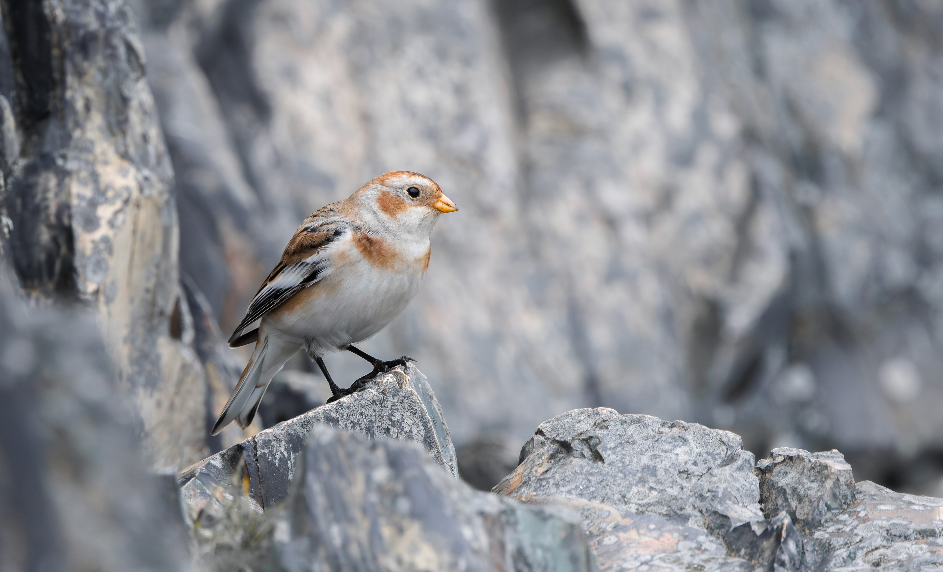 Snow Bunting, Beacon Hill, Leicestershire