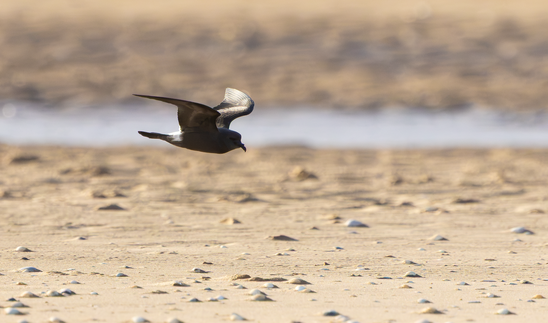 Leach's Storm Petrel, Wallasey, Cheshire