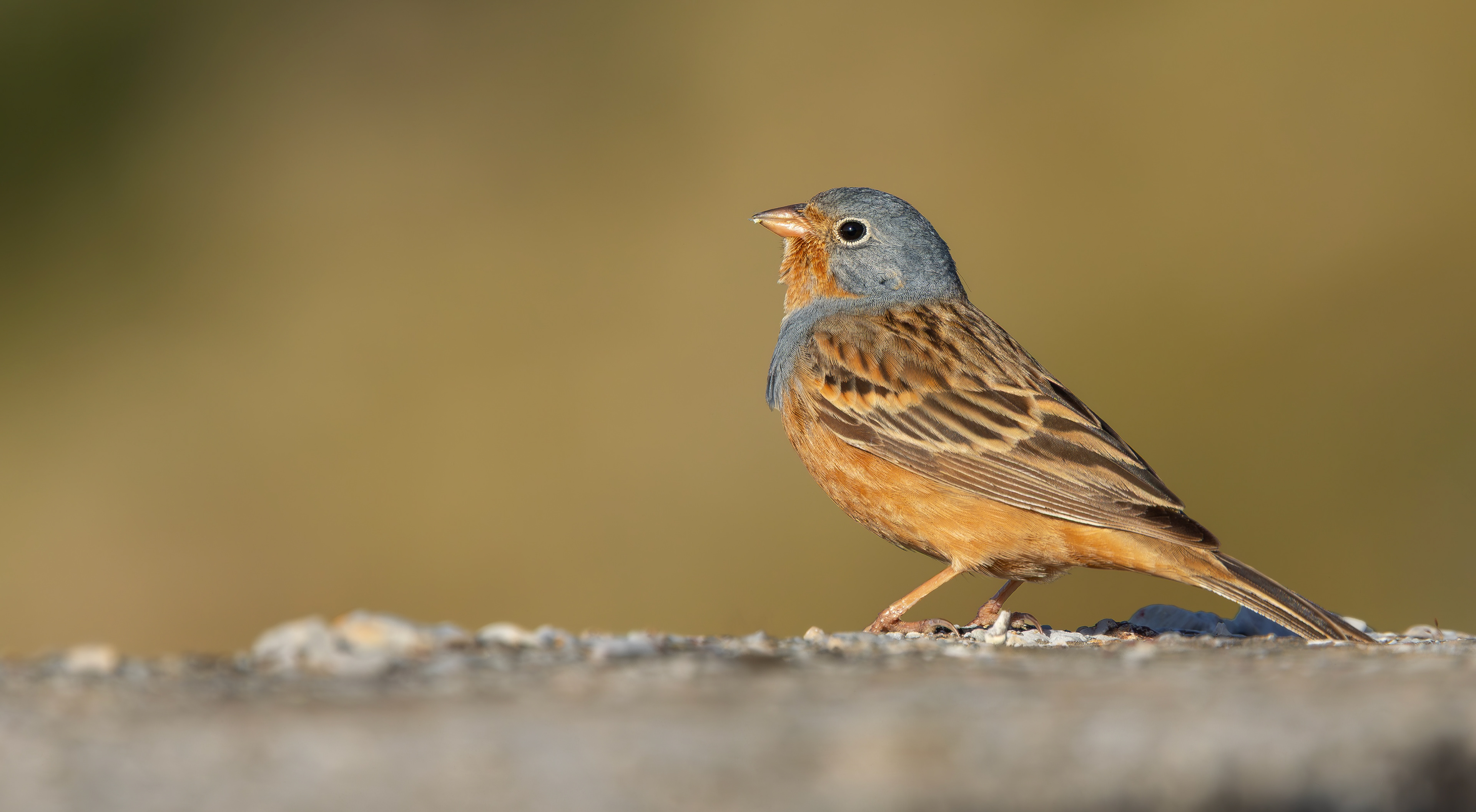 Cretzschmar's Bunting