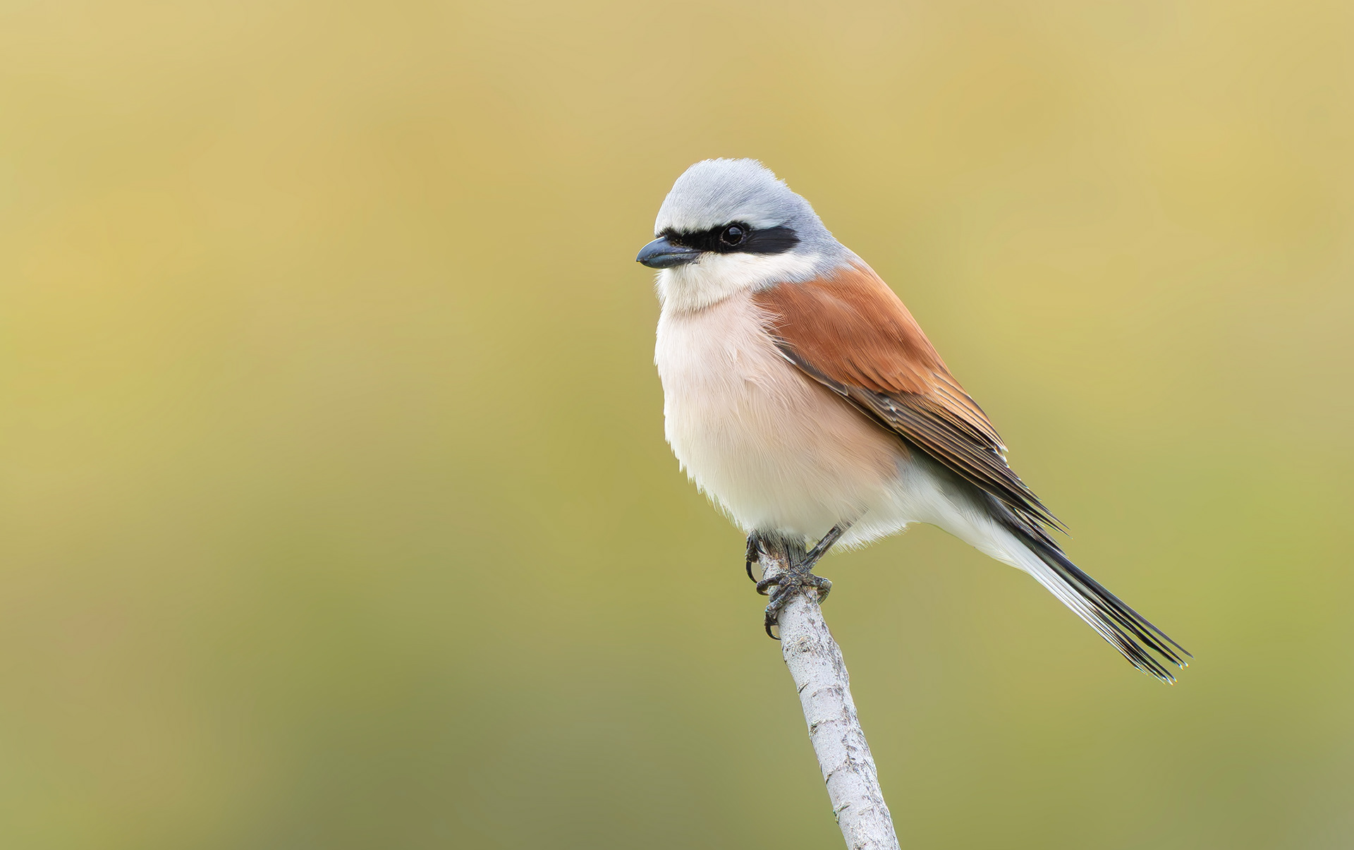 Red-backed Shrike, Lesvos