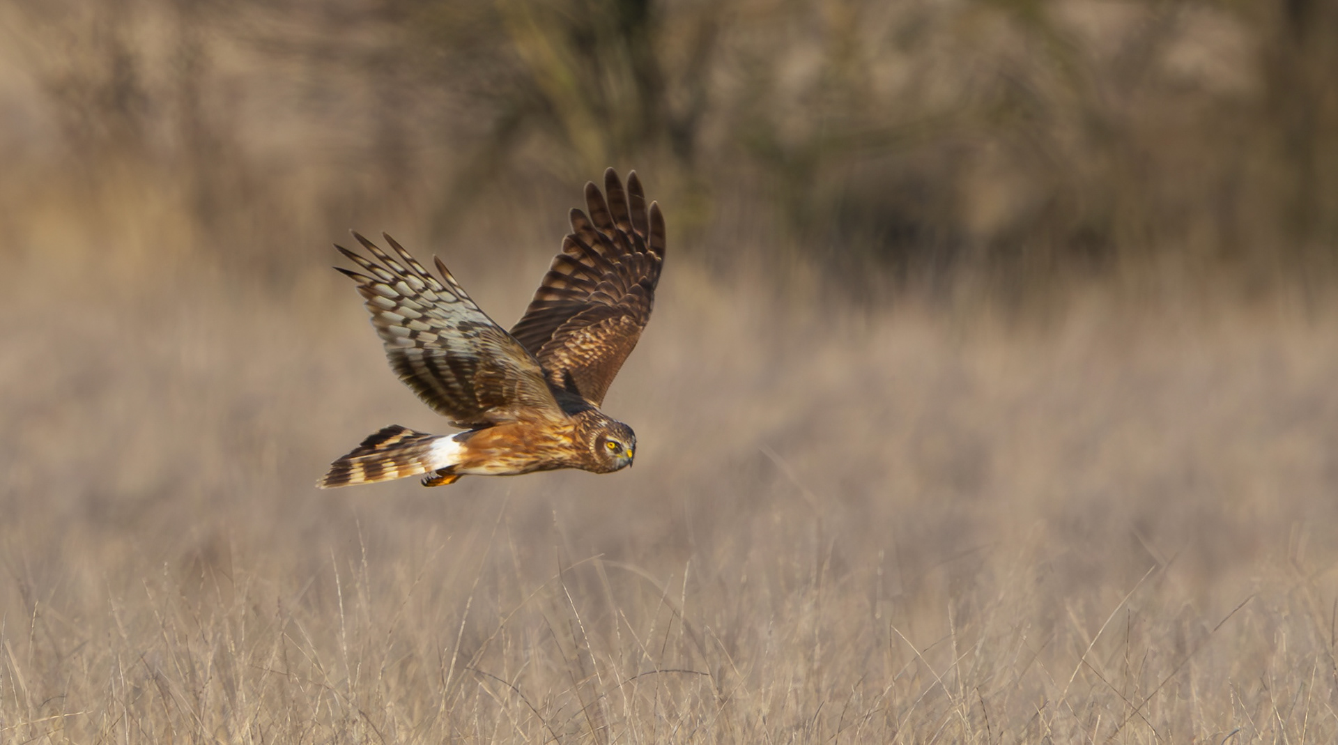 Hen Harrier, Lincolnshire