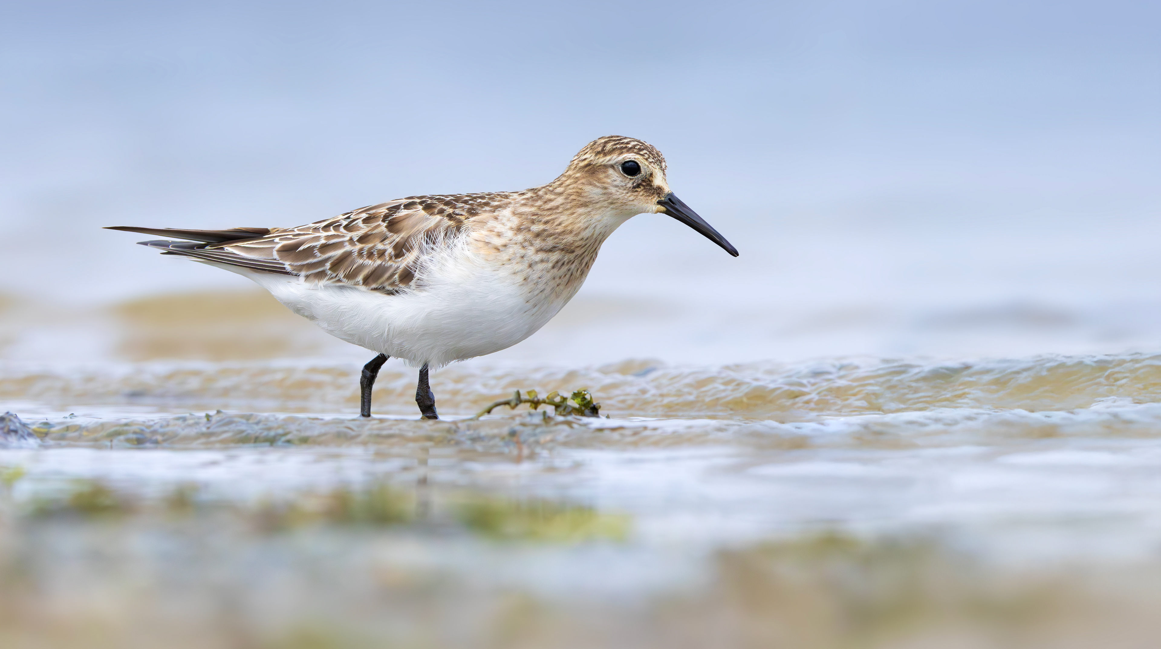 Baird's Sandpiper, Rutland Water, Leicestershire & Rutland