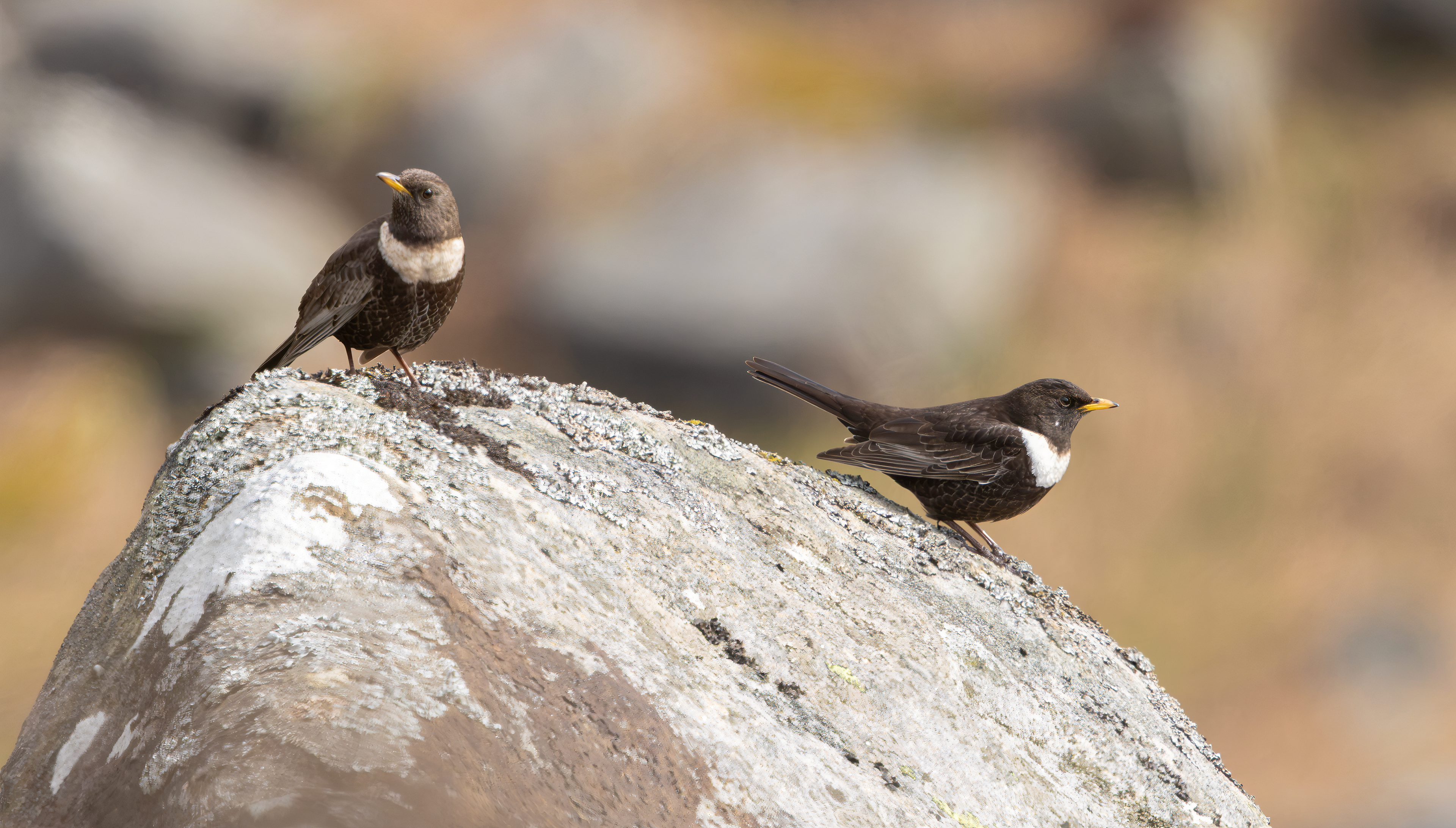 Ring Ouzels, Peak District, South Yorkshire