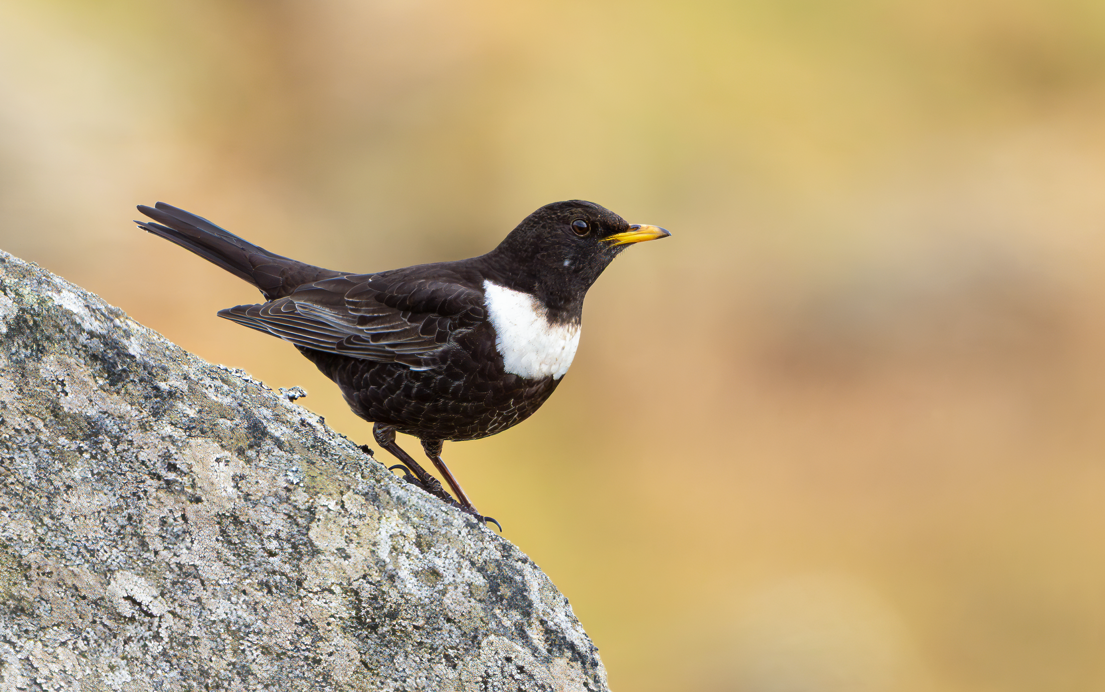 Ring Ouzel, Peak District, South Yorkshire