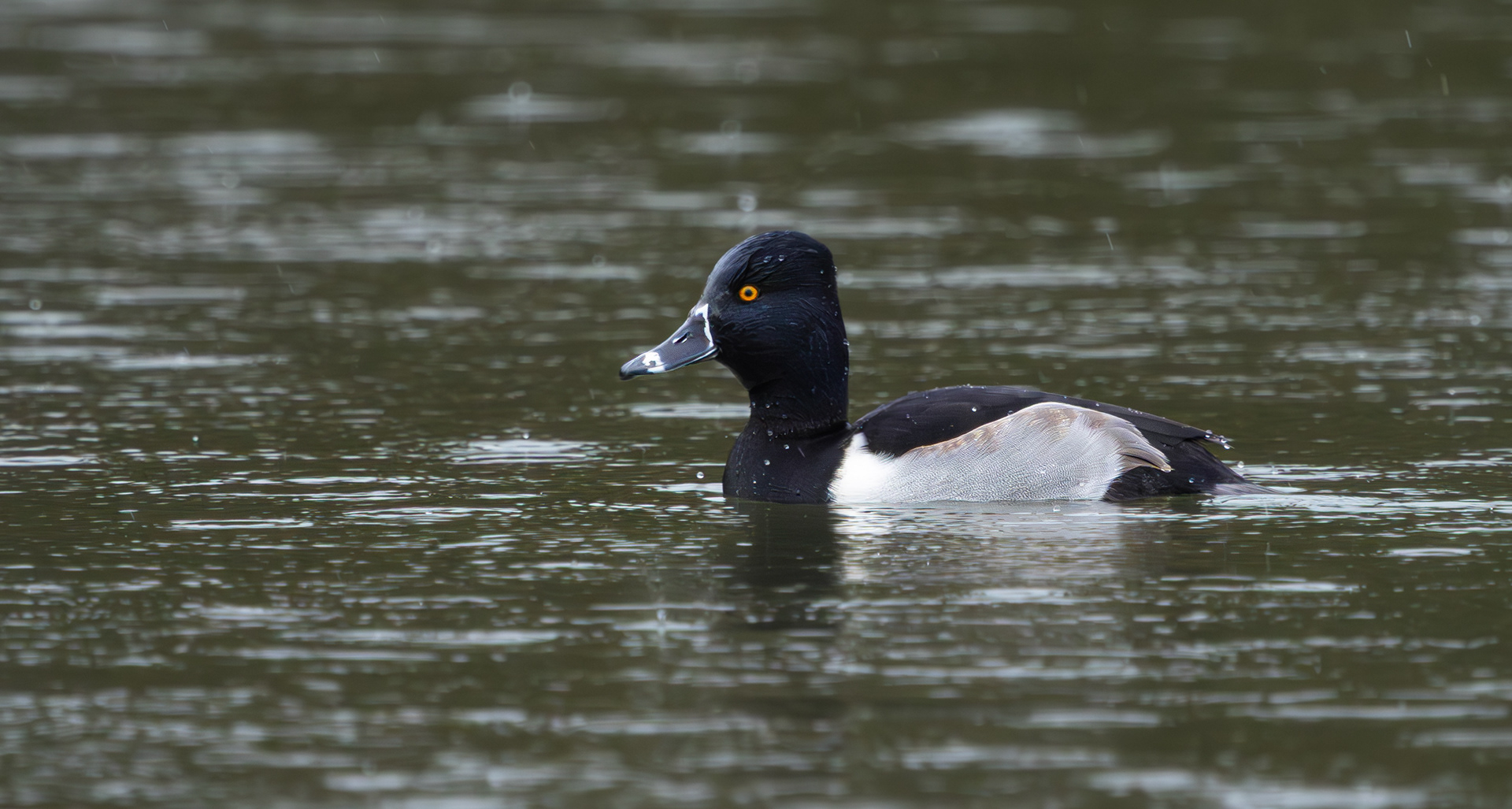Ring-necked Duck, Shipley Country Park, Derbyshire
