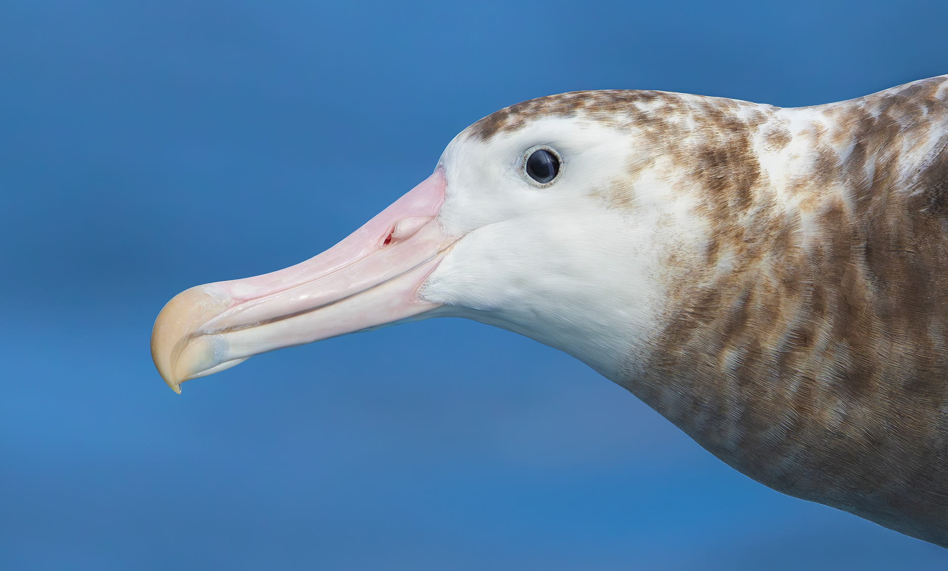 Snowy Albatross, Marion Island