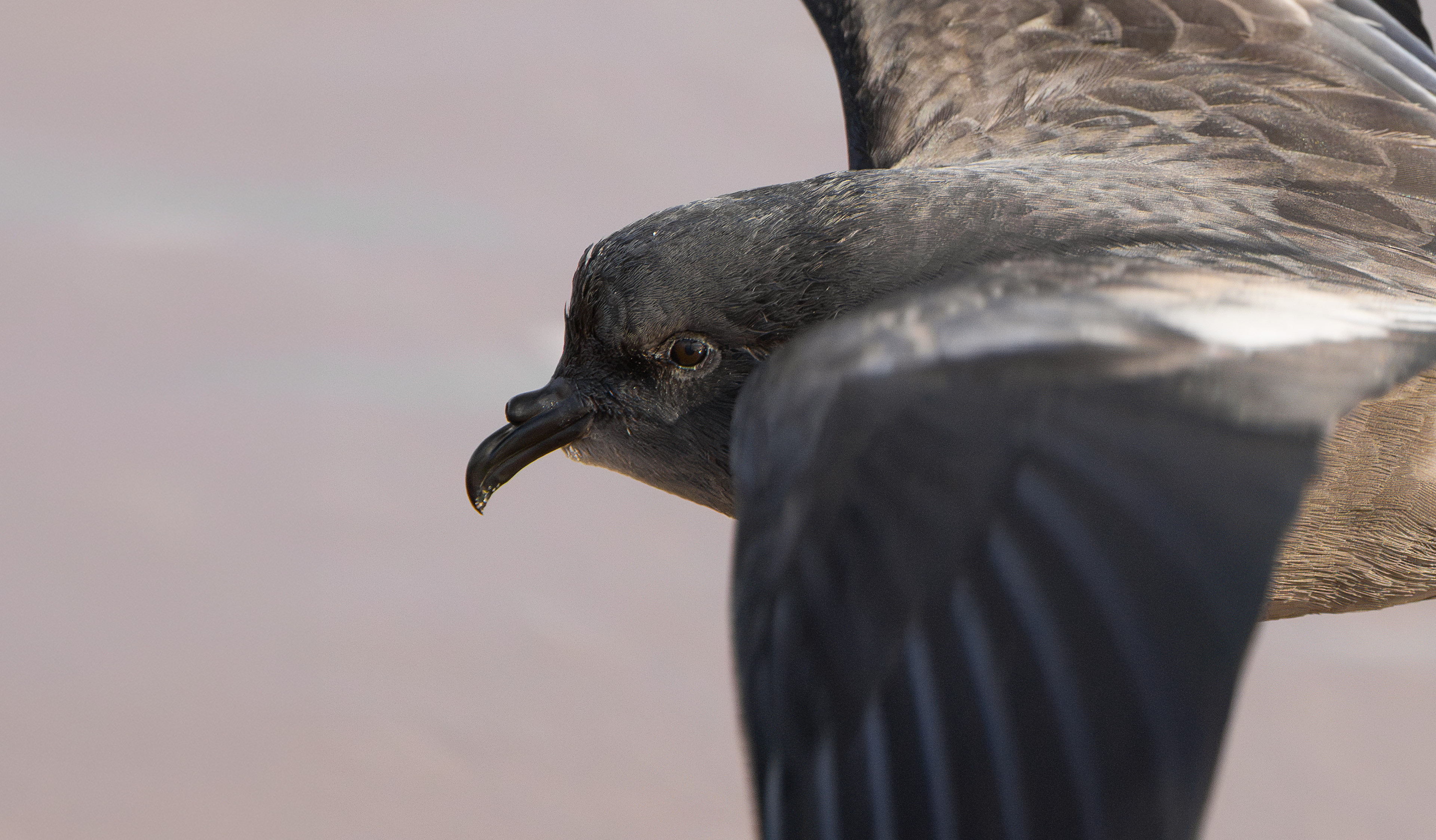 Leach's Storm Petrel, Wallasey, Cheshire