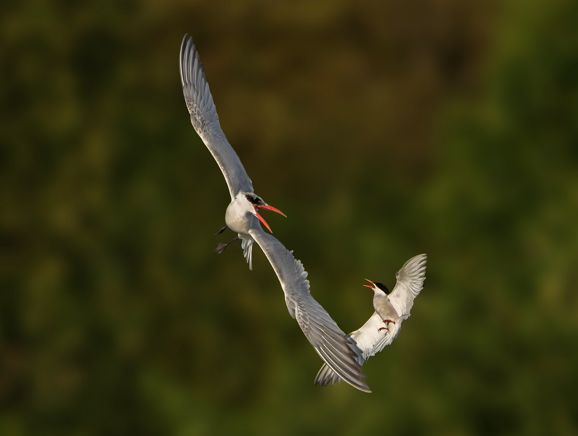 Caspian Tern, Holme Pierrepont, Nottinghamshire