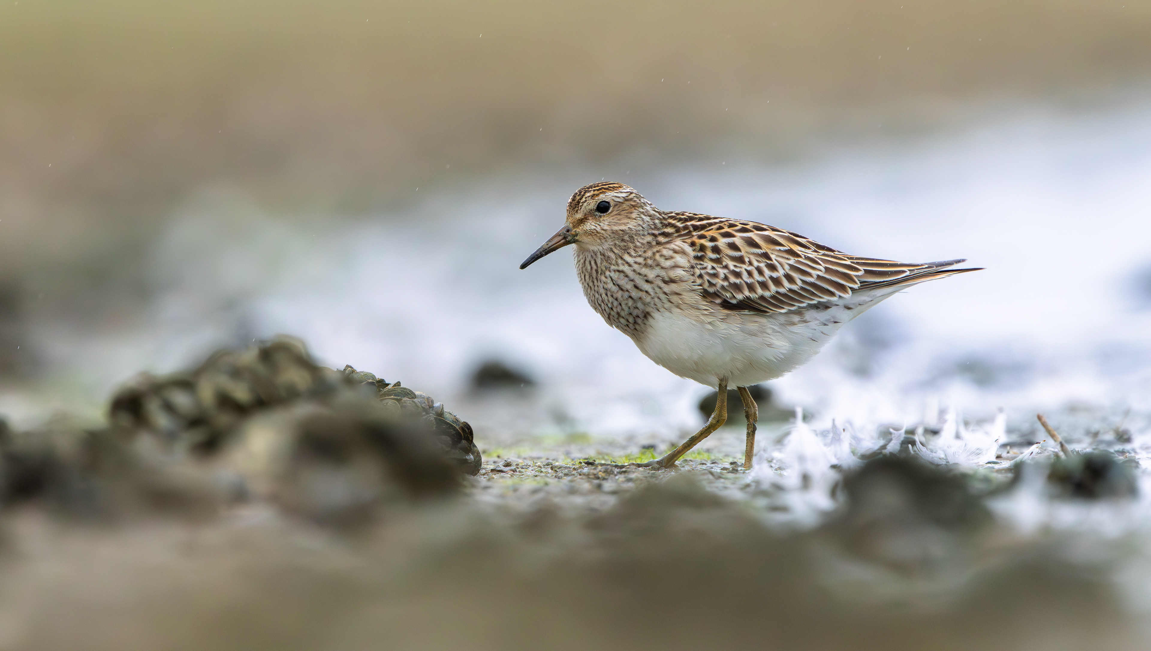 Pectoral Sandpiper, Hollowell Reservoir, Northamptonshire