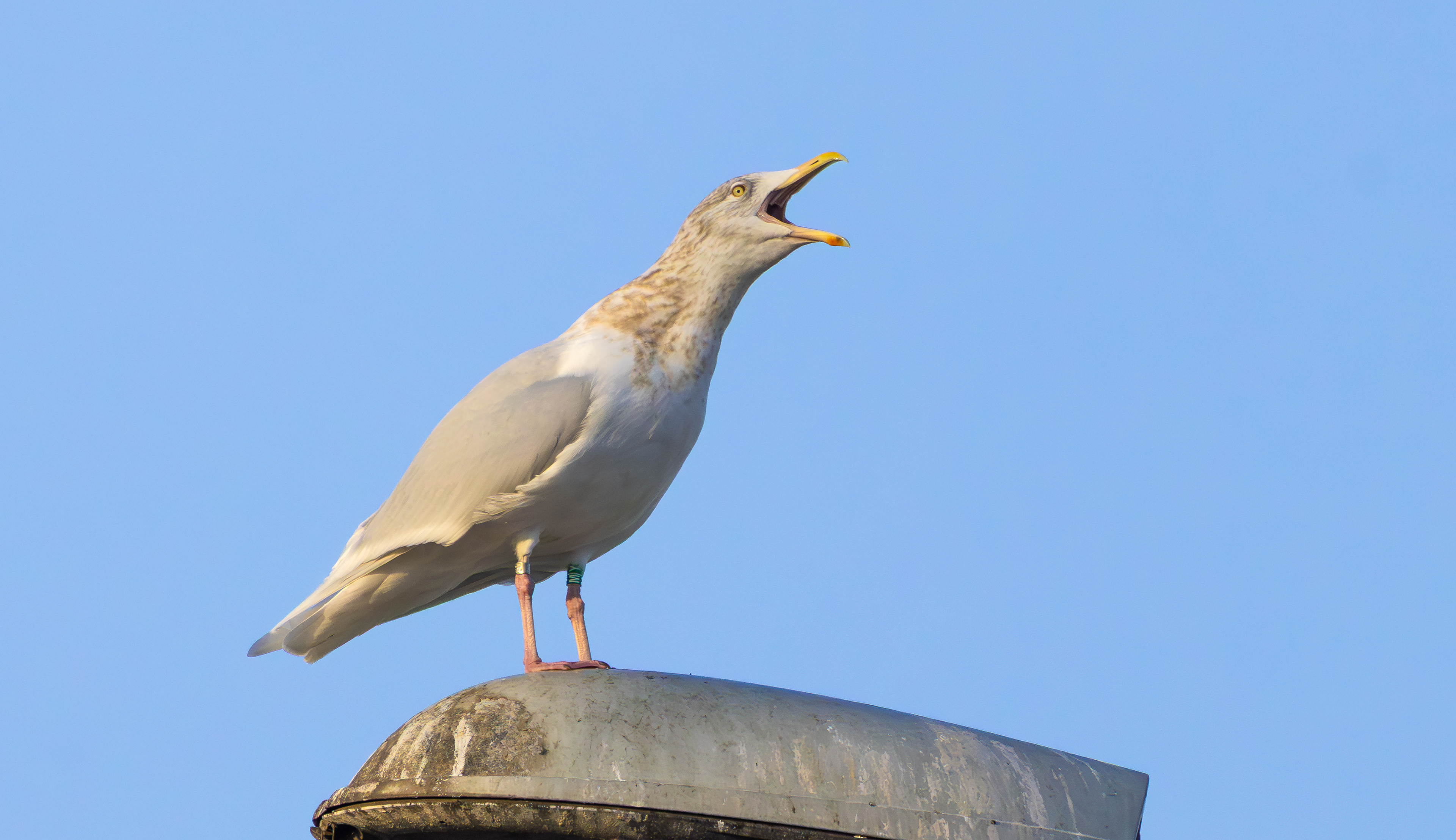 Glaucous Gull, Beverwijk