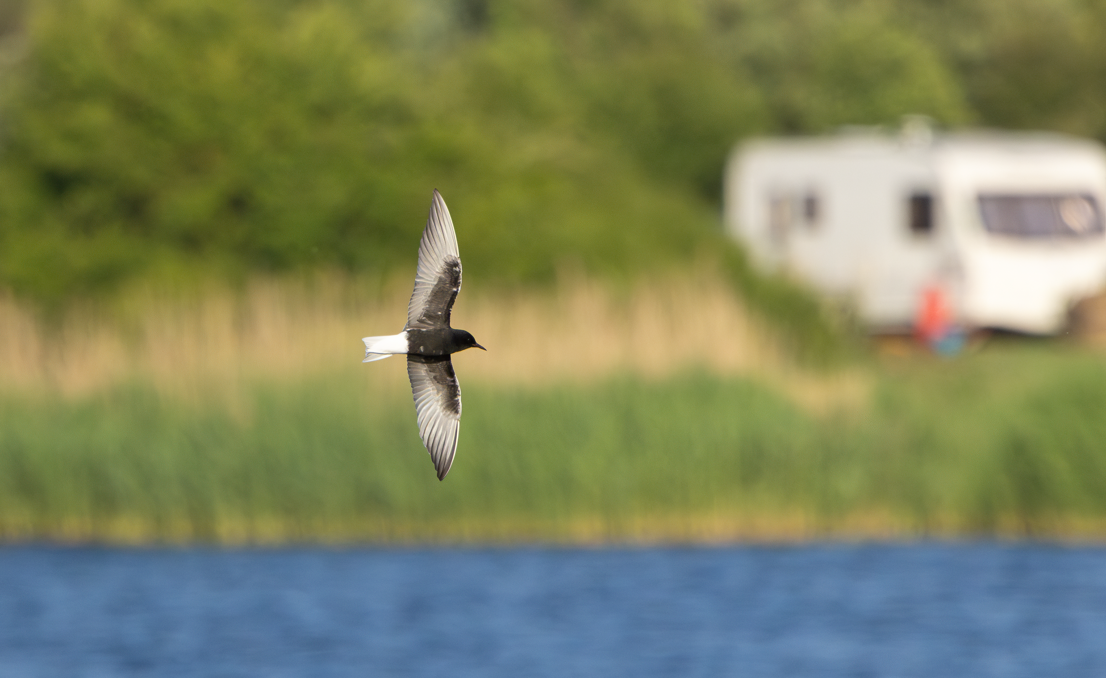 White-winged Black Tern, Holme Pierrepont, Nottinghamshire