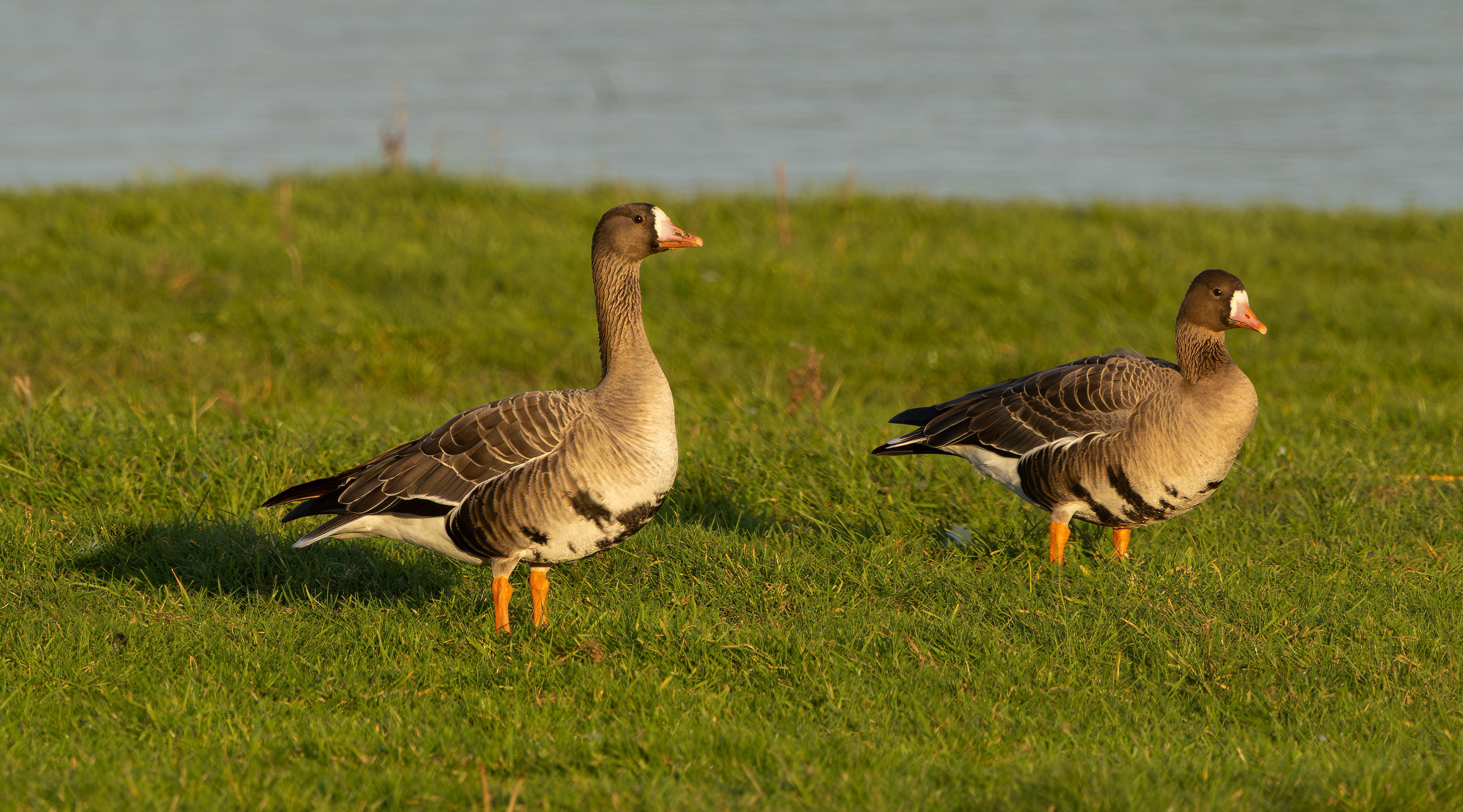 Russian White-fronted Geese, Girton Pits, Nottinghamshire