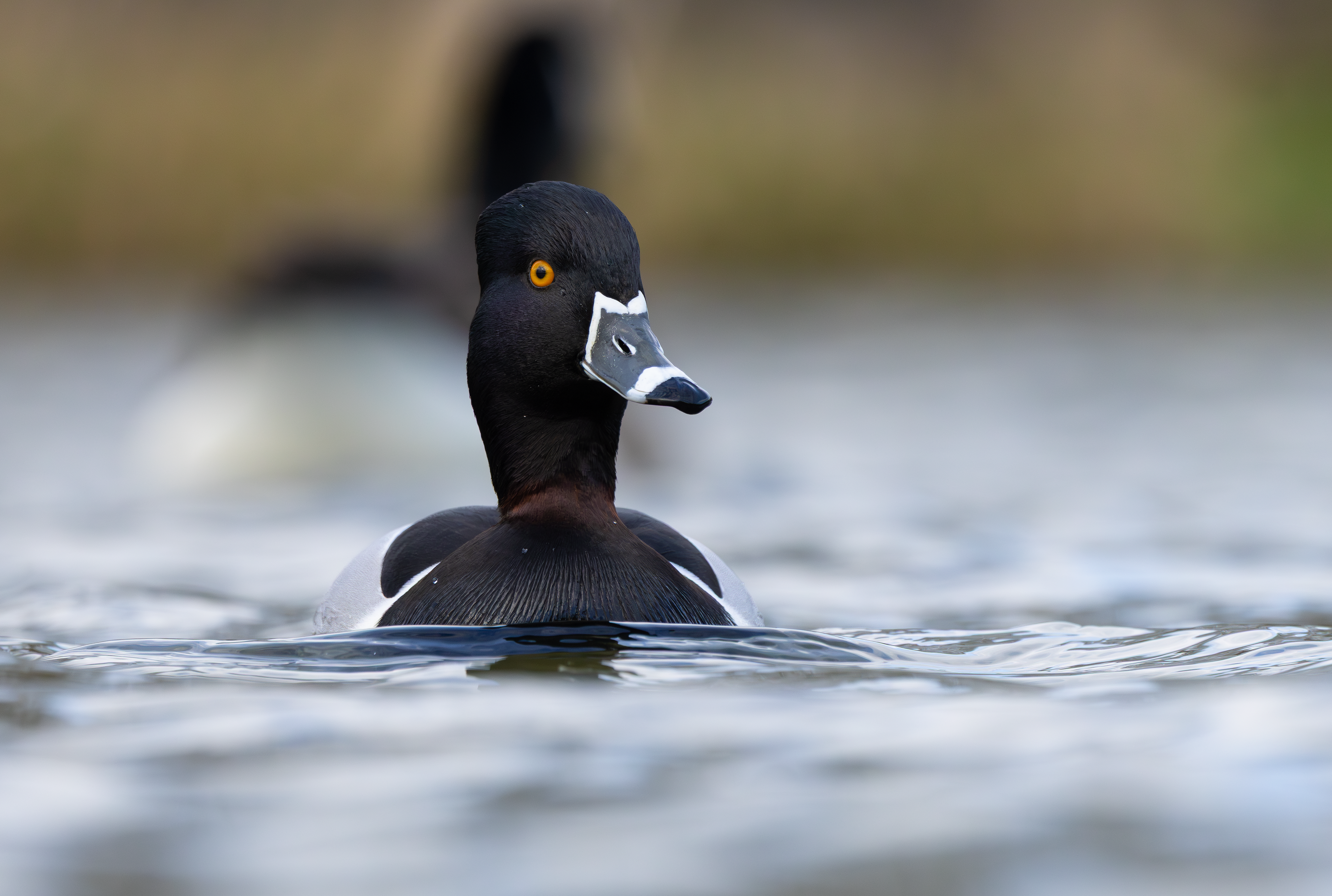 Ring-necked Duck, Codnor Park, Derbyshire