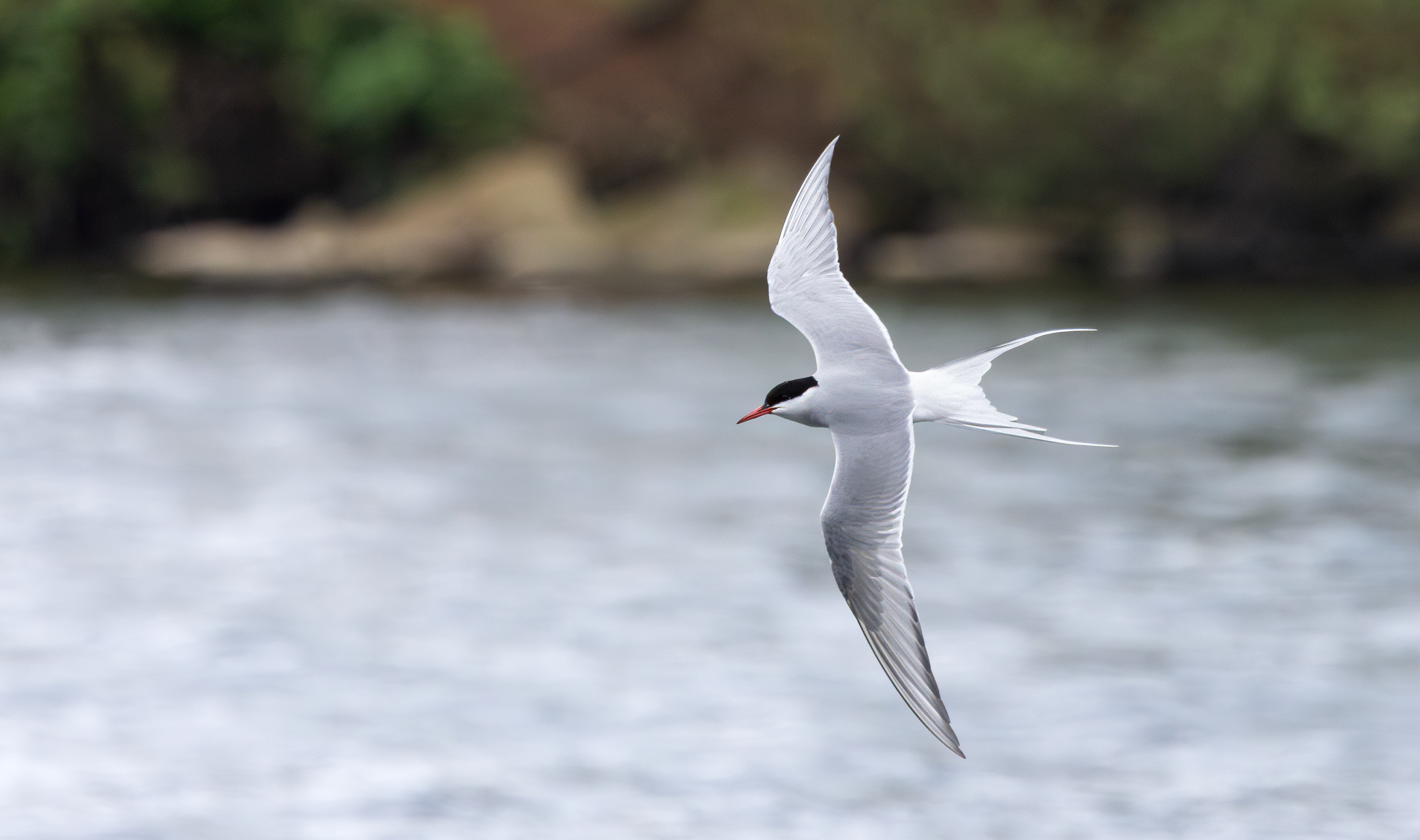 Arctic Tern, Attenborough NR, Nottinghamshire