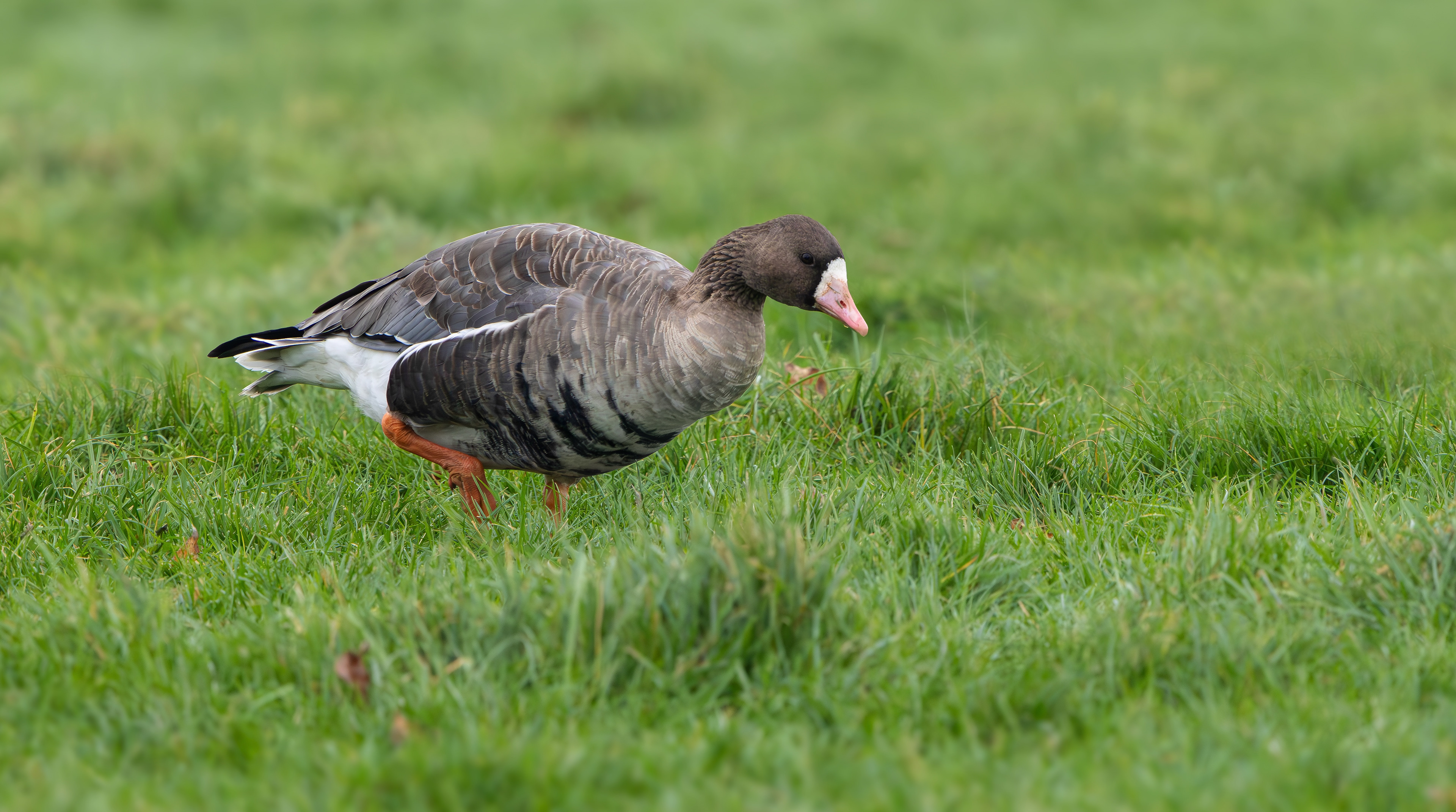 Russian White-fronted Goose, Stoke Bardolph, Nottinghamshire