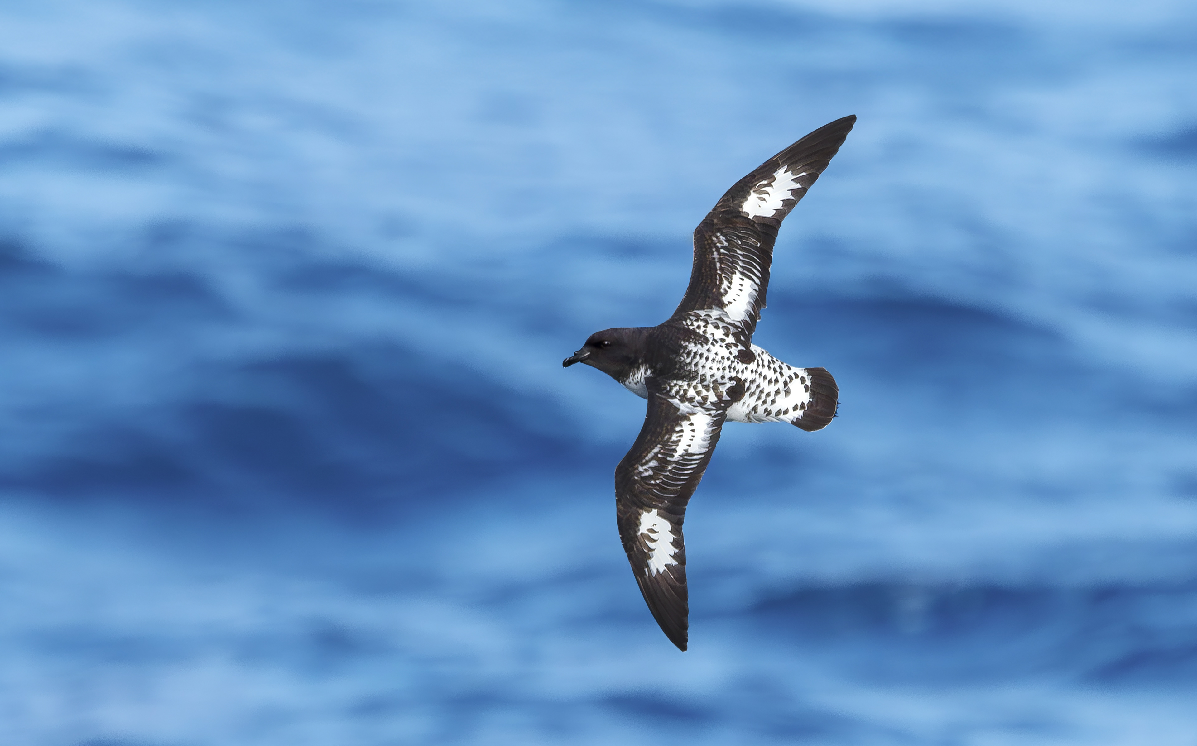 Pintado Petrel