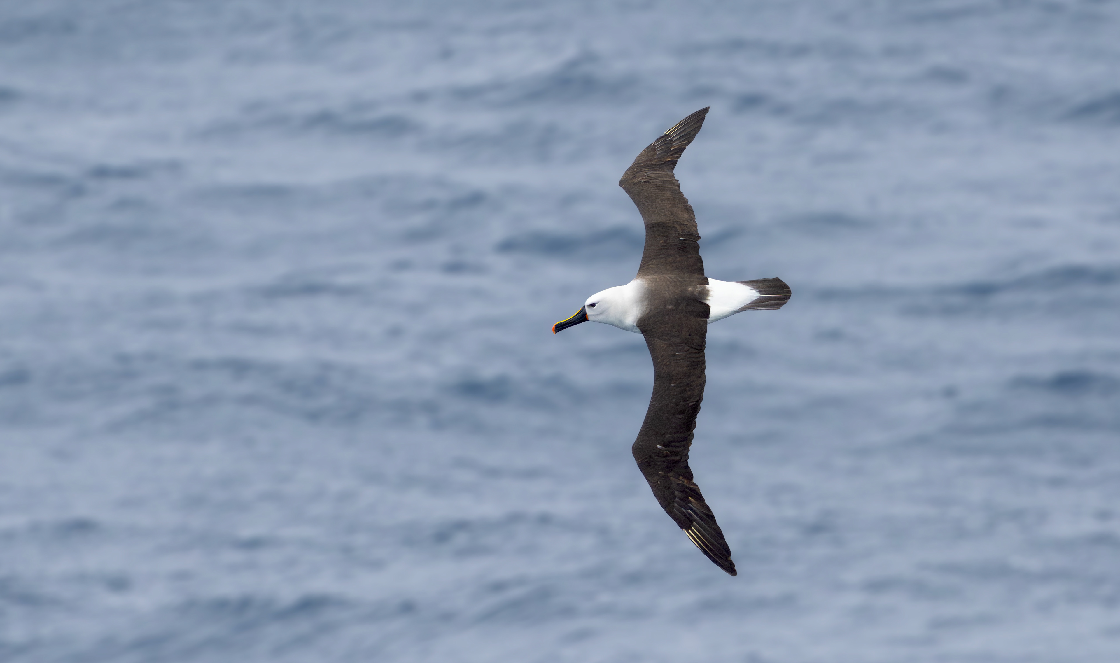 Indian Yellow-nosed Albatross