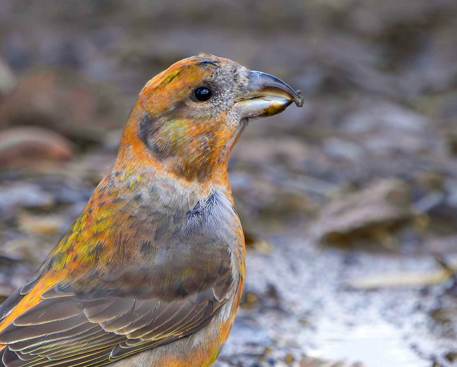 Common Crossbill, Nottinghamshire