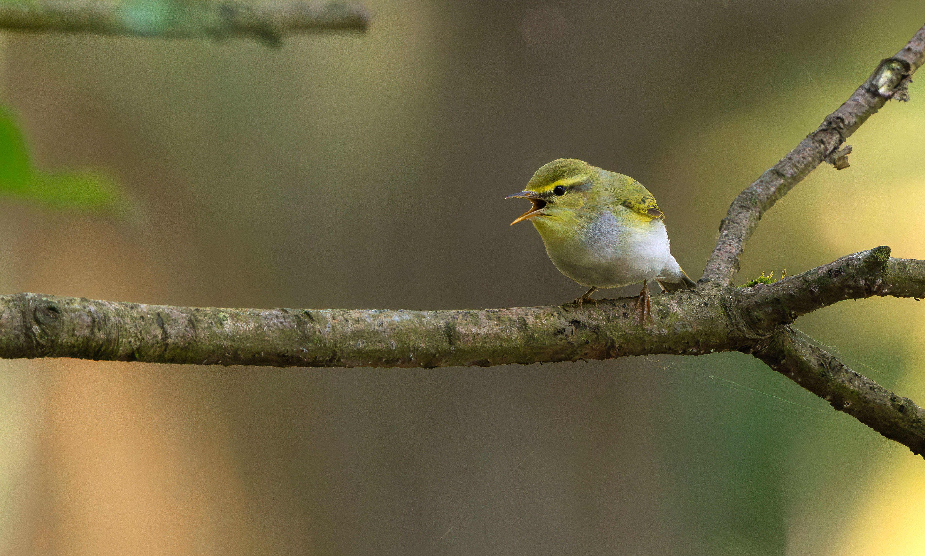 Wood Warbler, The Wreckin, Shropshire