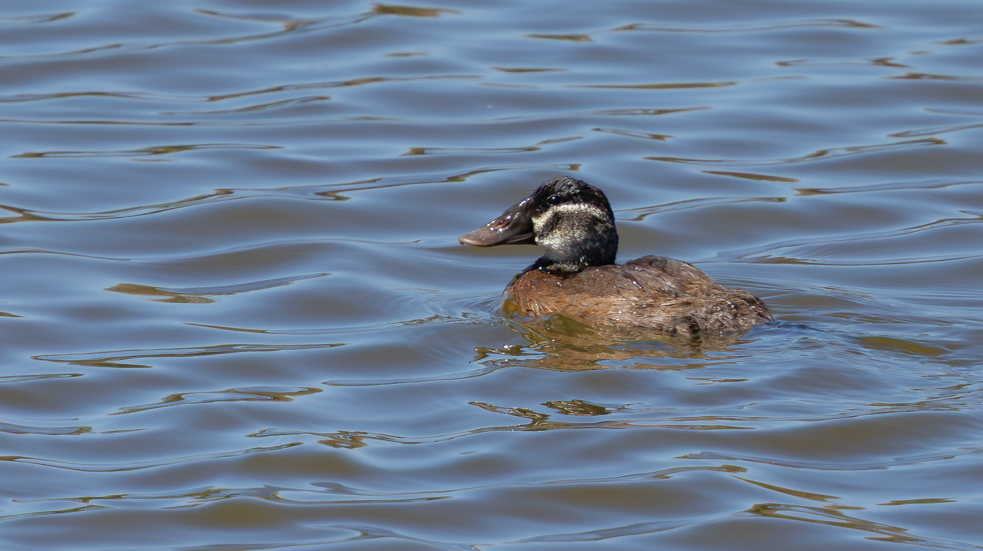 White-headed Duck