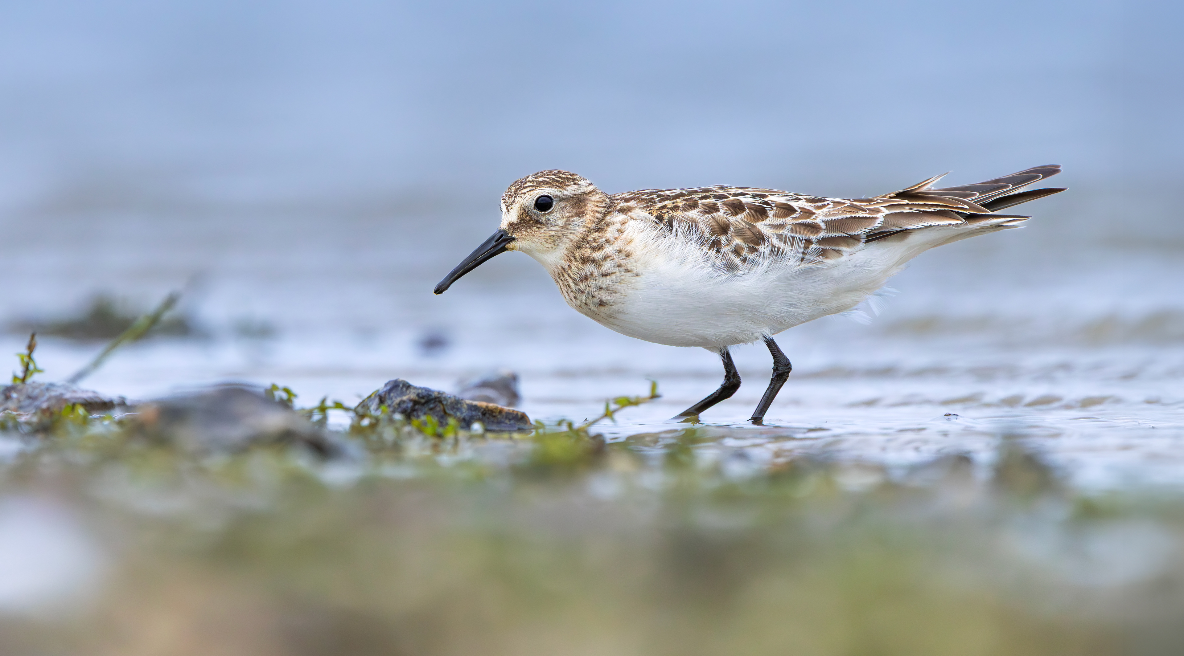 Baird's Sandpiper, Rutland Water, Leicestershire & Rutland